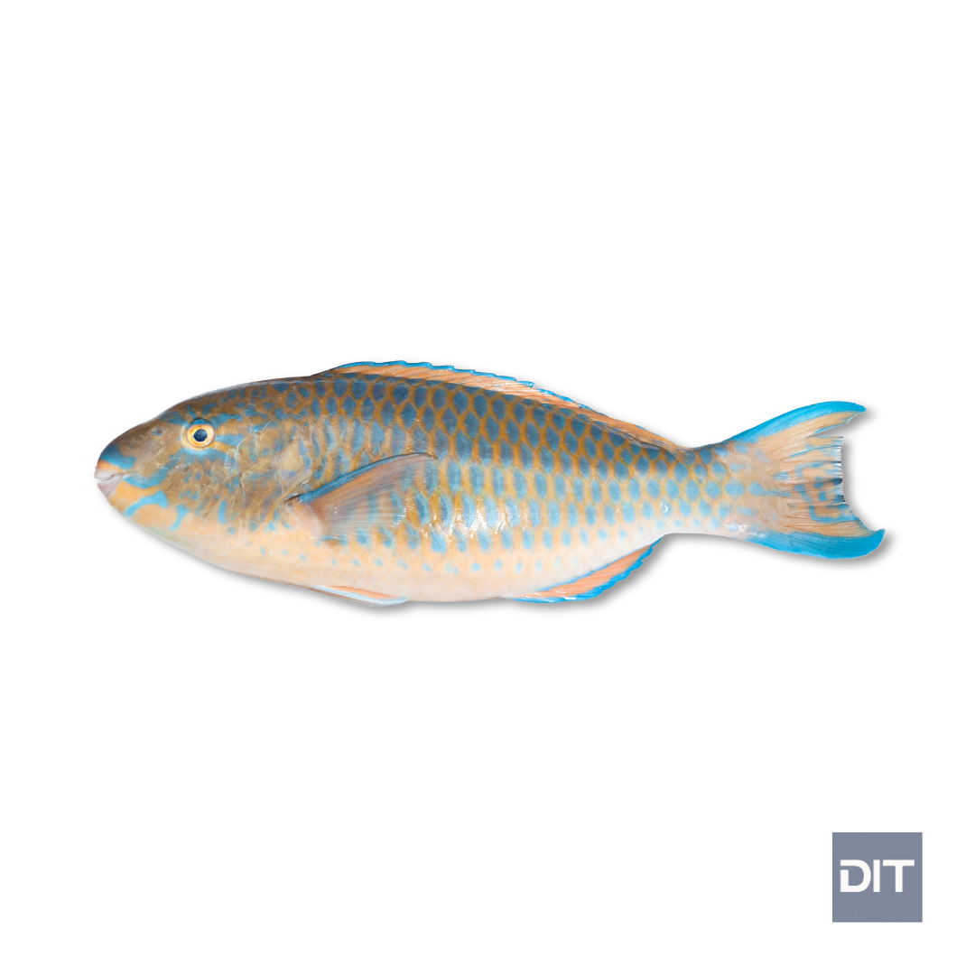 Parrot Fish – (Scarus spp.)