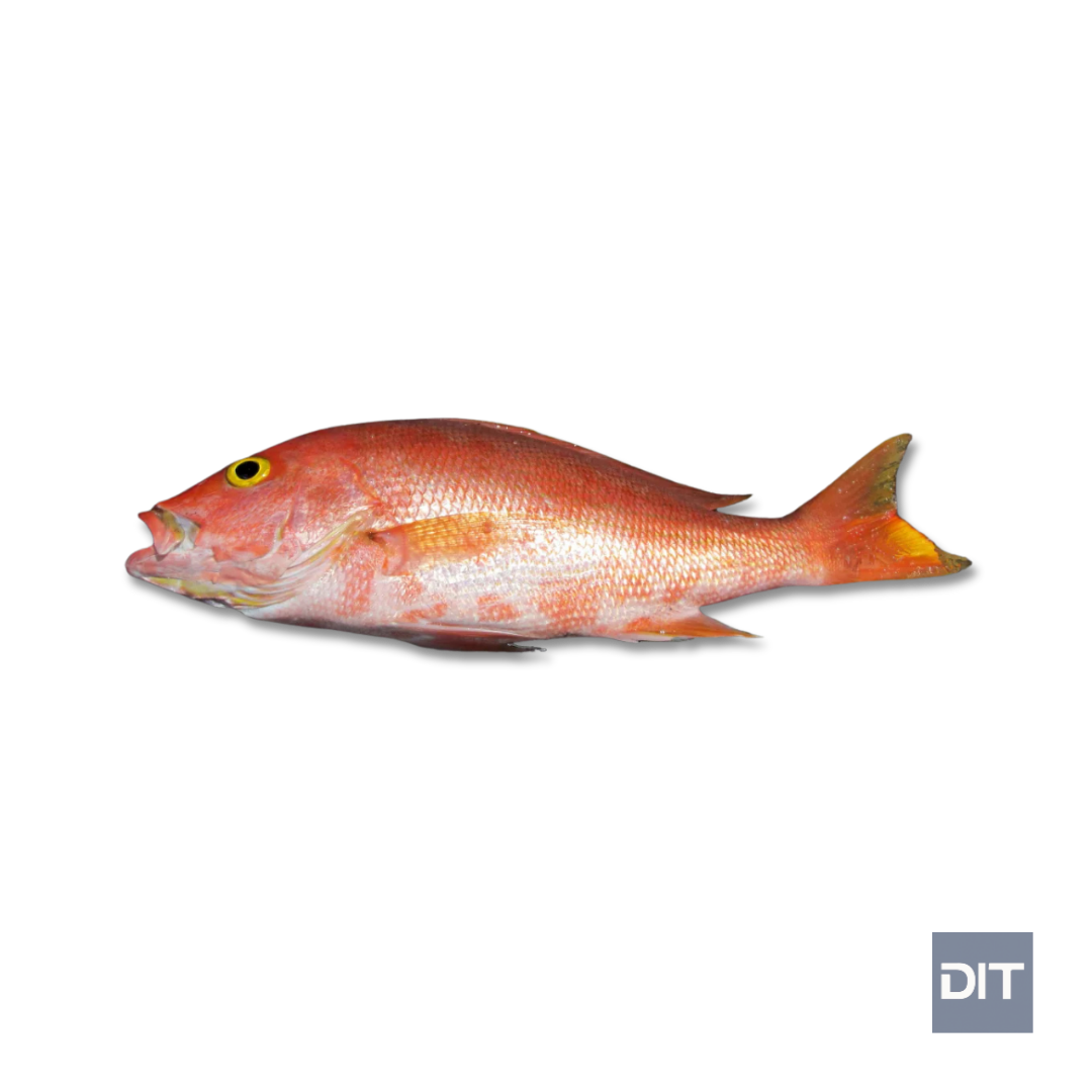 Silk Snapper – (Lutjanus vivanus)