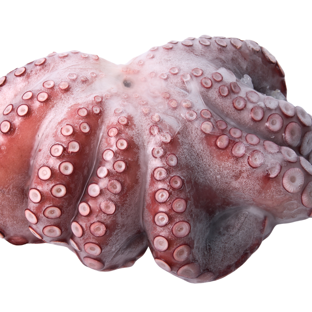Octopus Vulgaris.png