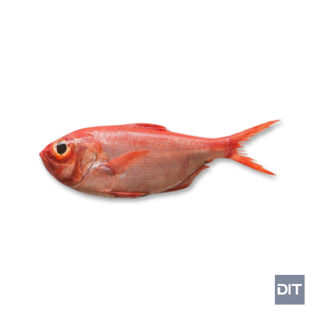 Bigeye – (Priacanthus hamrur)