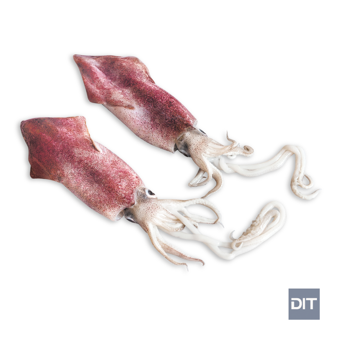 Duvaucelii squid (1).png