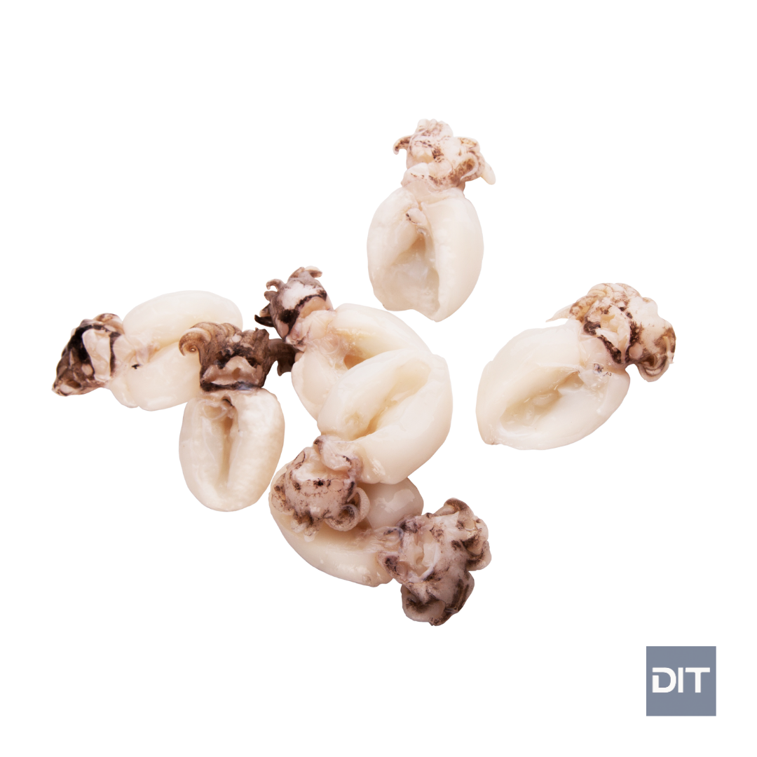 Baby Cuttlefish - (Sepia pharaonis)