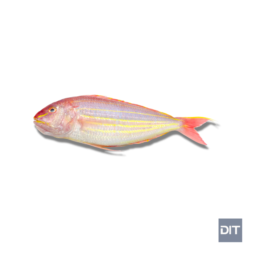 Golden Threadfin Bream – (Nemipterus virgatus)