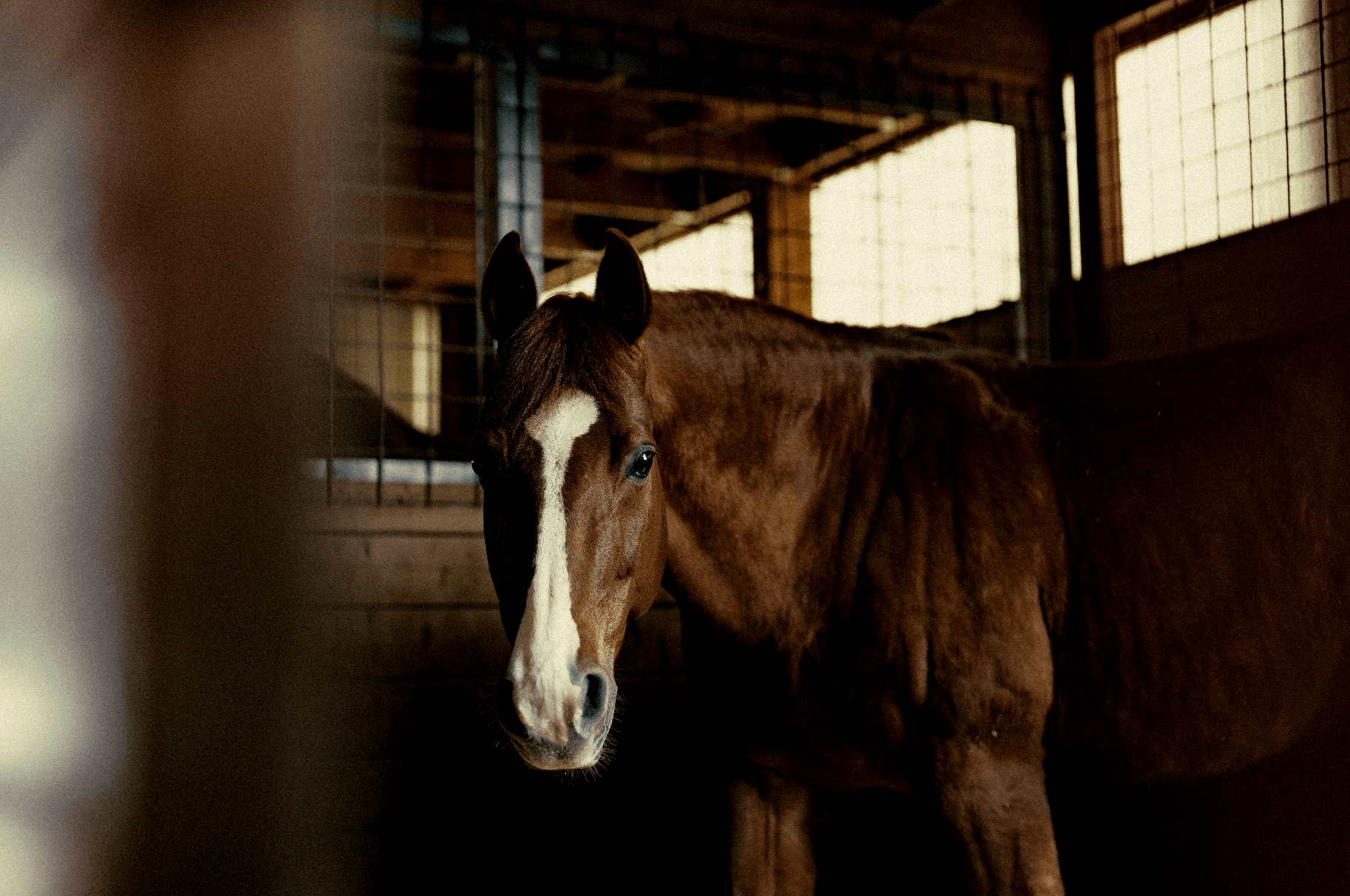 A brown horse with a white blaze on its face inside a wooden stable with barred windows.