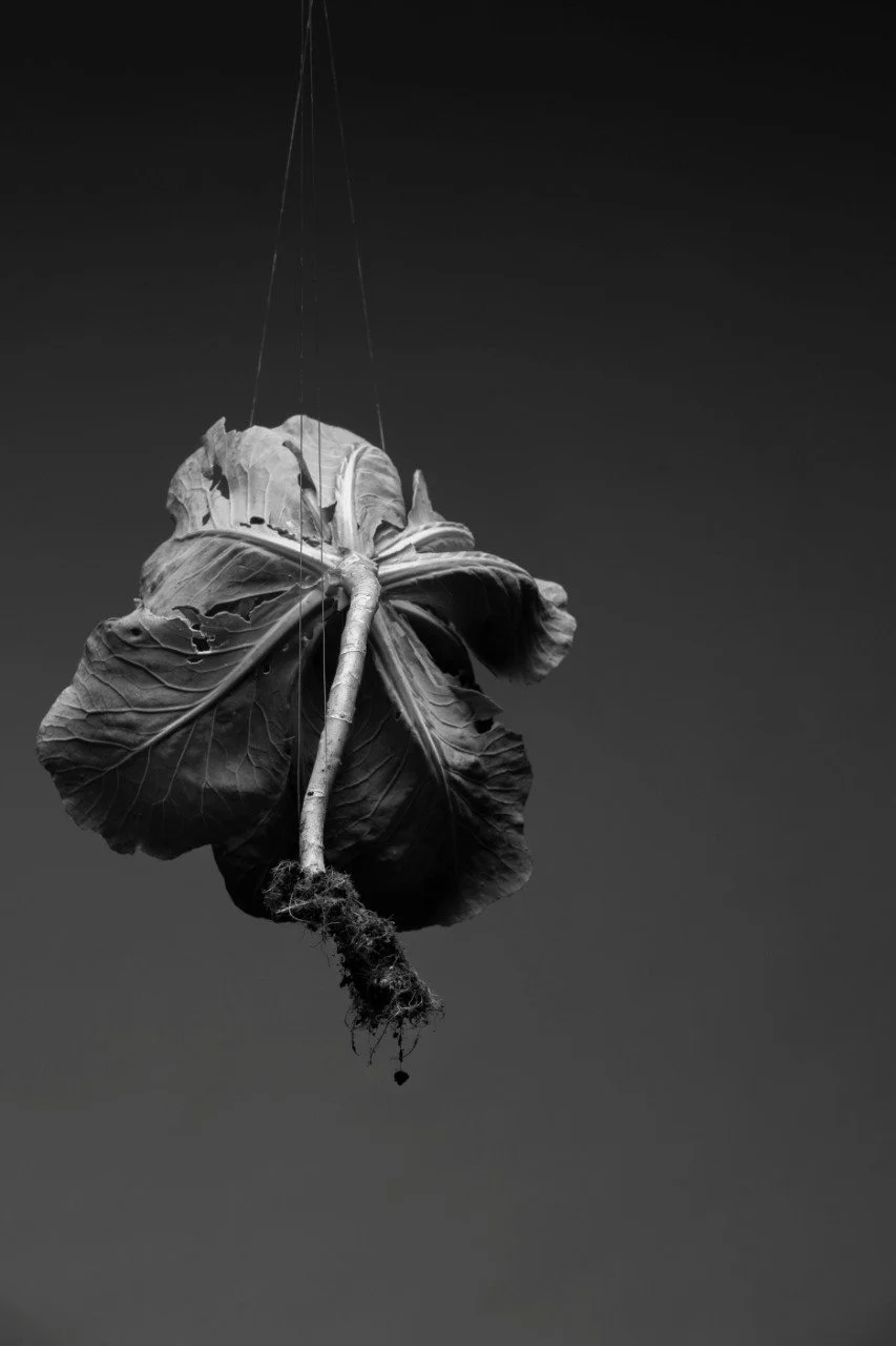 Serie «Lado vegetal»