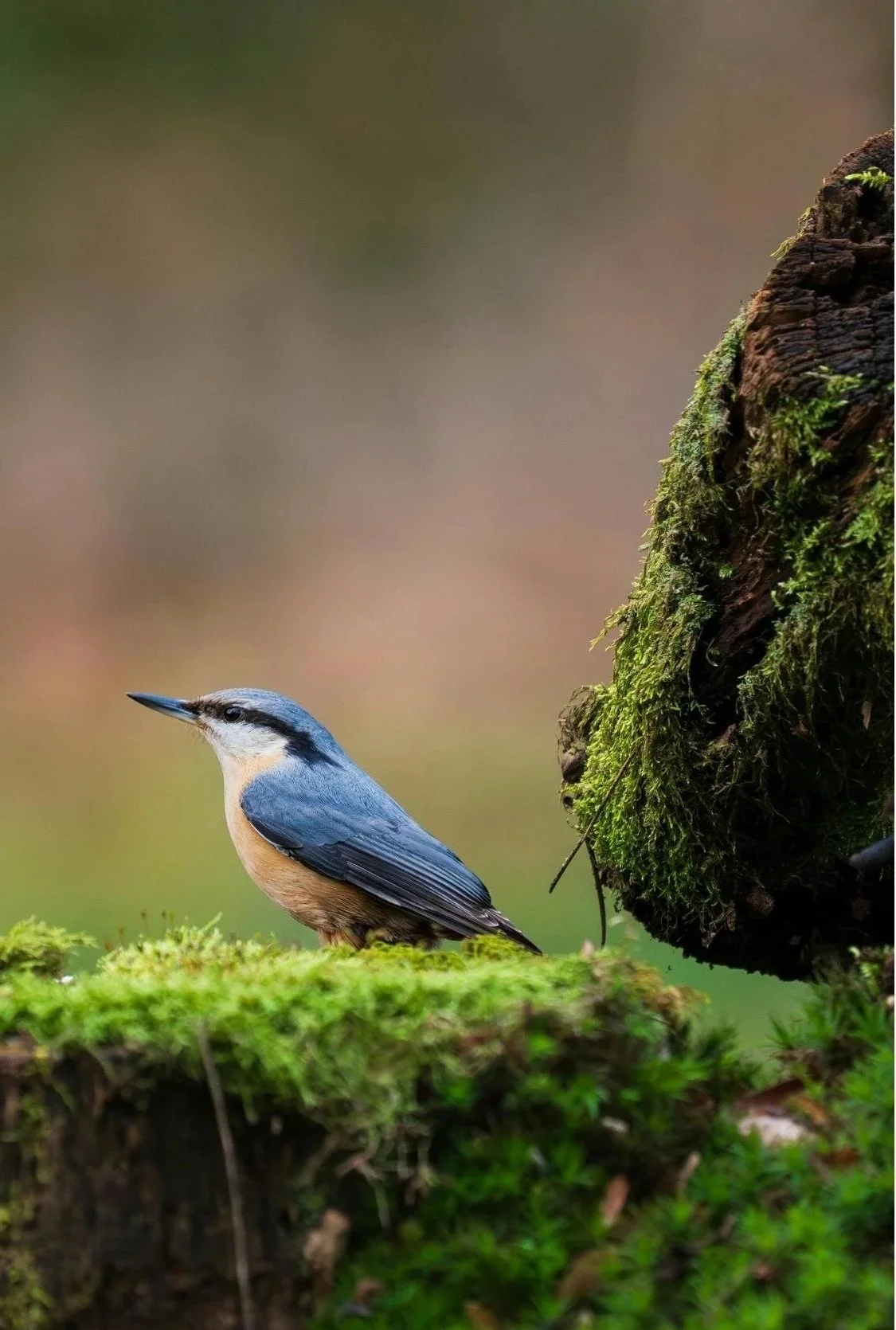A small blue and tan bird perched on moss-covered ground next to a mossy tree trunk.