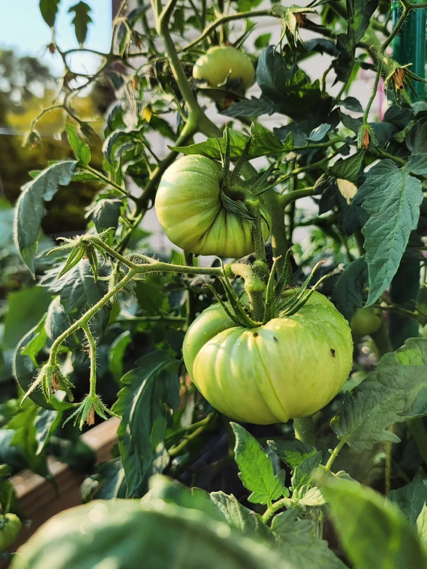 Tomatoes in our church garden.