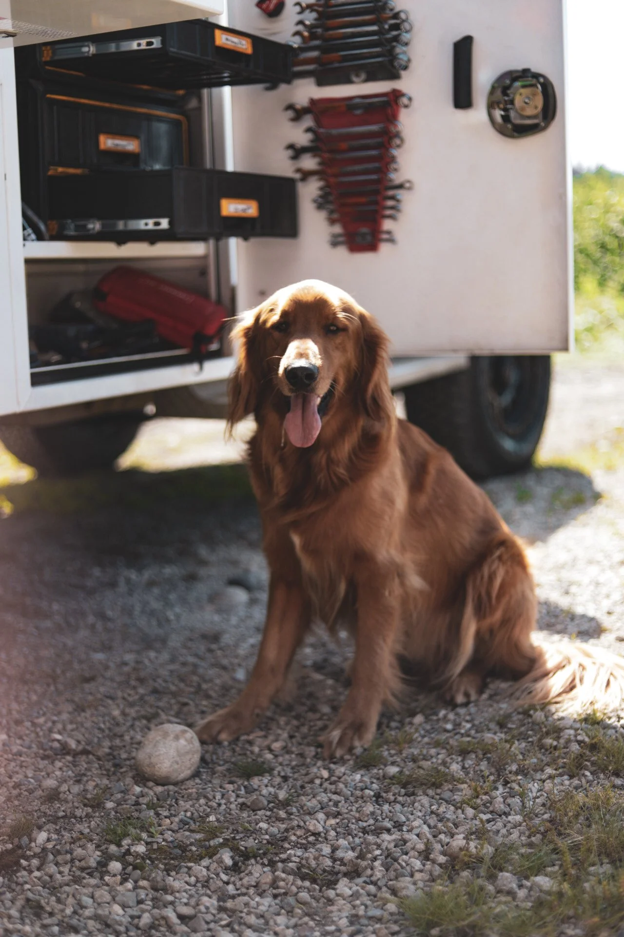 A happy brown dog sitting on gravel in front of a toolbox and tools on a white vehicle, with its tongue hanging out.