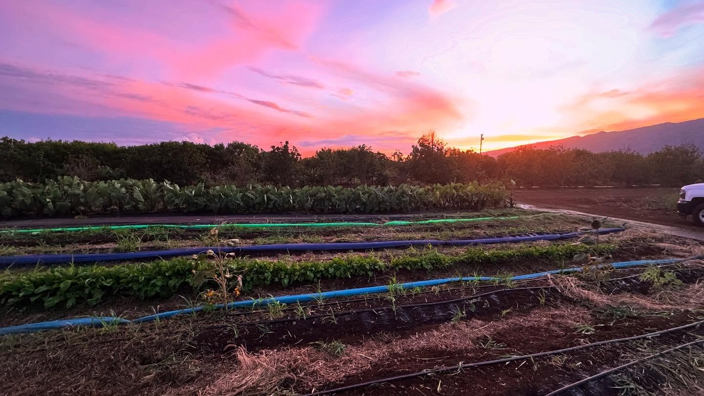 Happy Aloha Friday! ☀️

We&rsquo;ve been busy this week and just finished planting more radish and for the first time ever&hellip; Daikon! We&rsquo;re so excited to keep experimenting with new crop varieties and seeing what thrives.

In other big new
