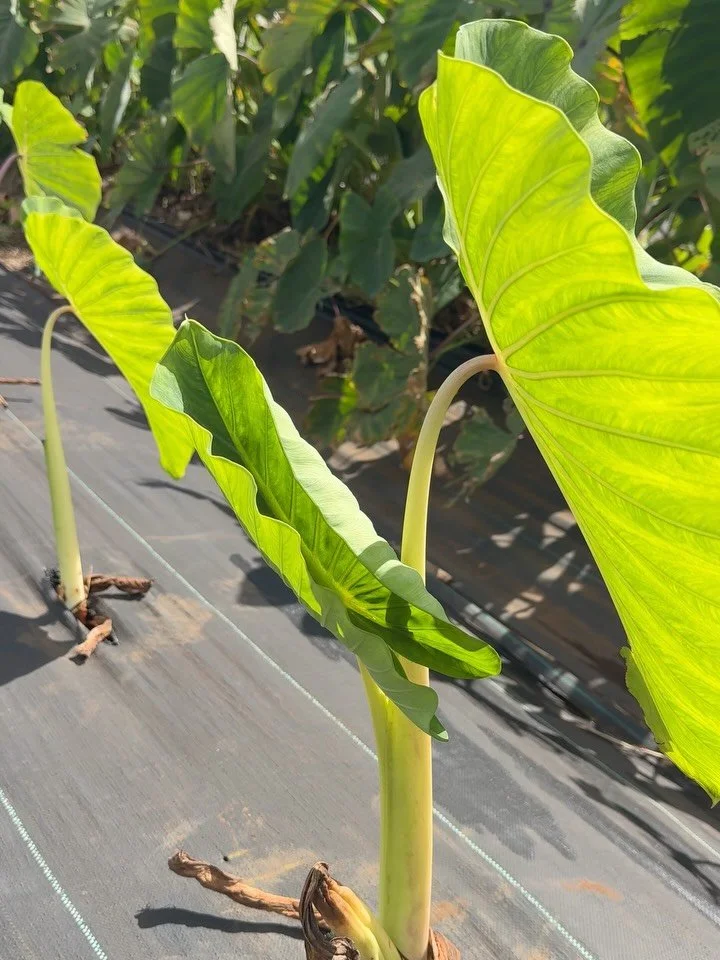 Quick update on da Kalo - 

Looking mean! 💪🏼💪🏼

#mauifarming #naturalfarmingtechniques #naturalfarming #kalo