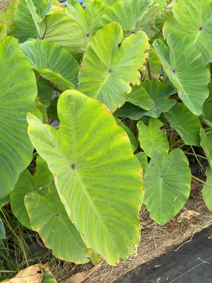 We're celebrating our latest harvest of Bun Long Kalo (Taro) this week!

This is what "Regenerative Agriculture" looks like in action. Kalo produces a remarkable amount of food and its own seeds for the next crop. Every part of the plant is