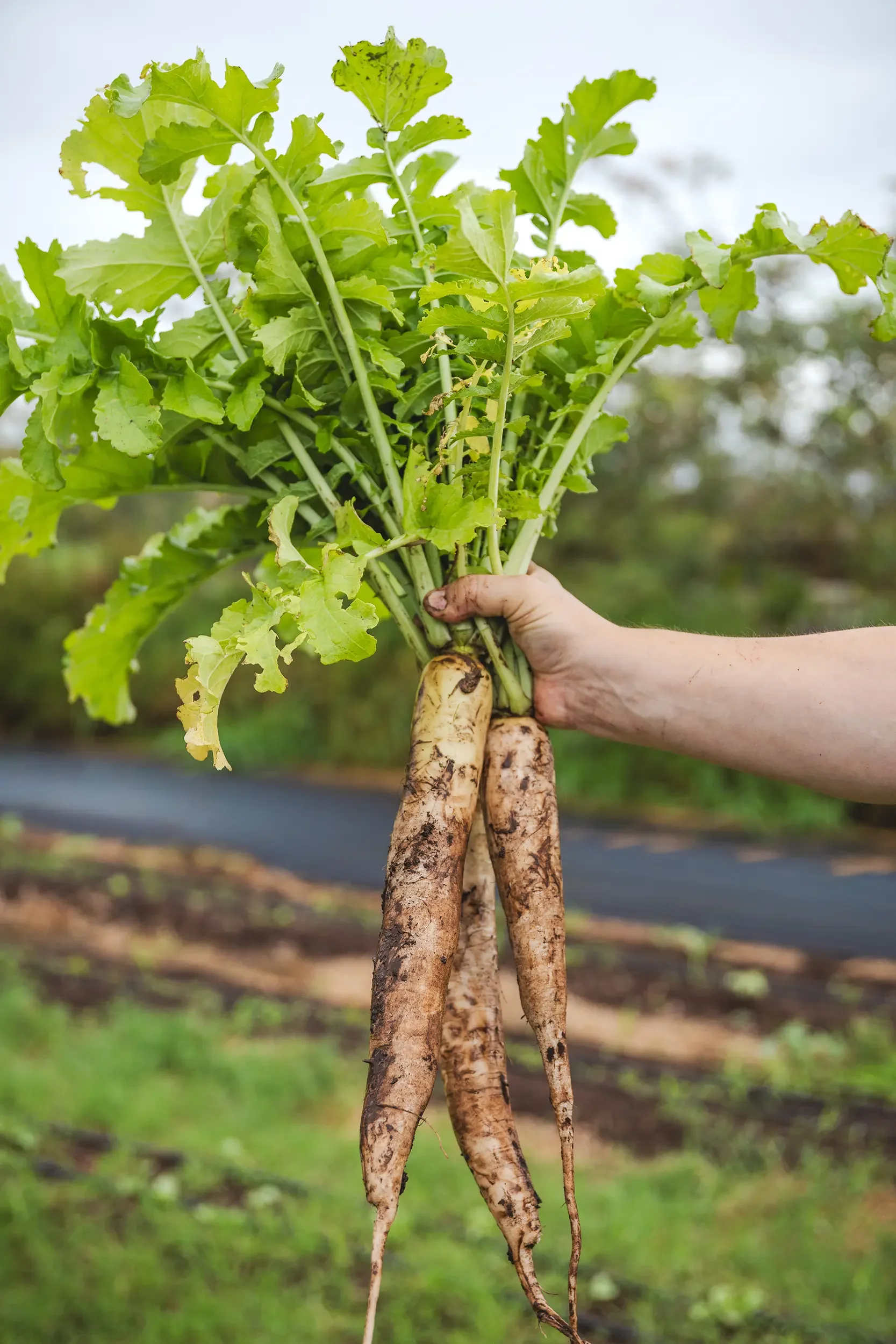 happy-lau-farms-daikon-radish-regenerative-grown.webp
