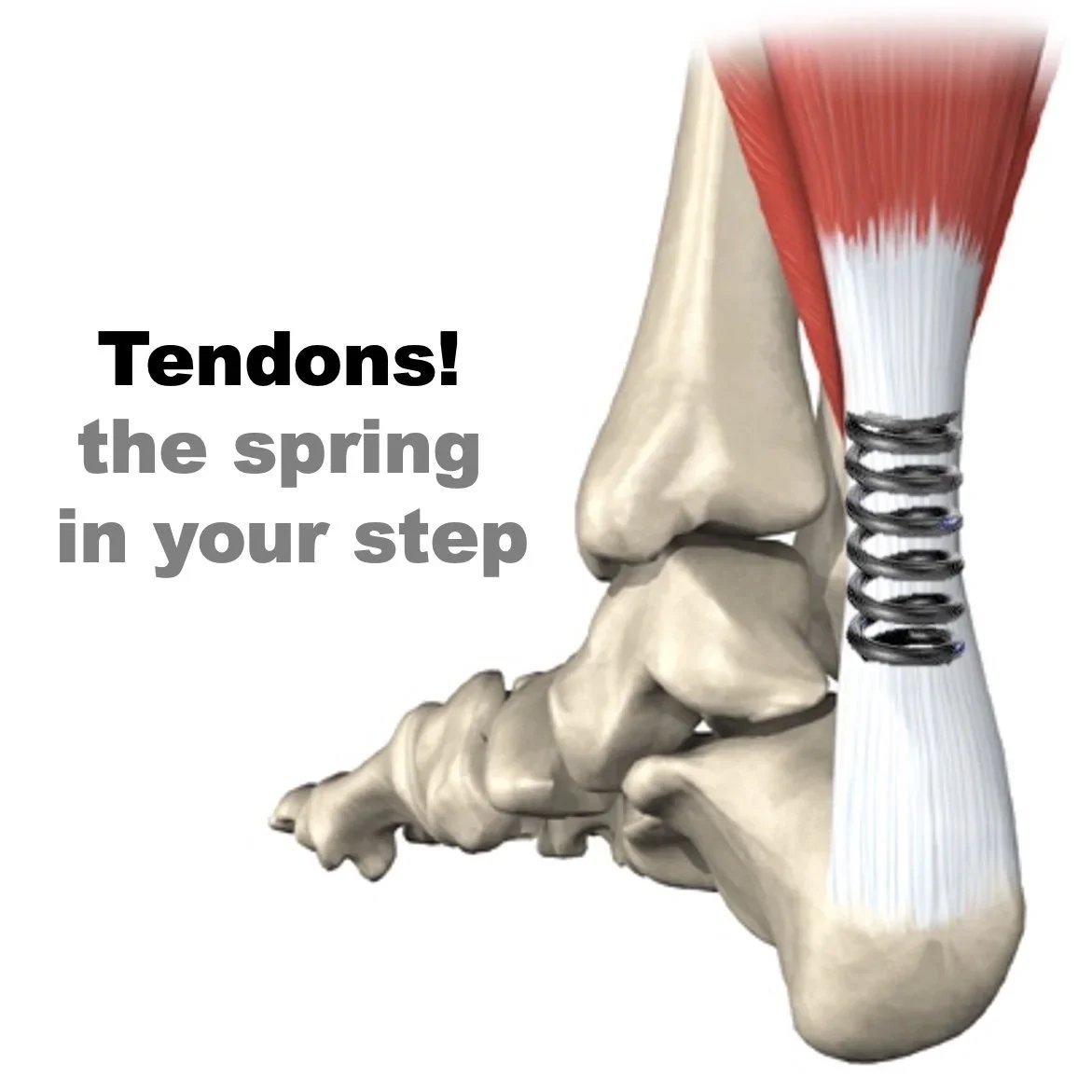 Why Does my Achilles Hurt: Part 1