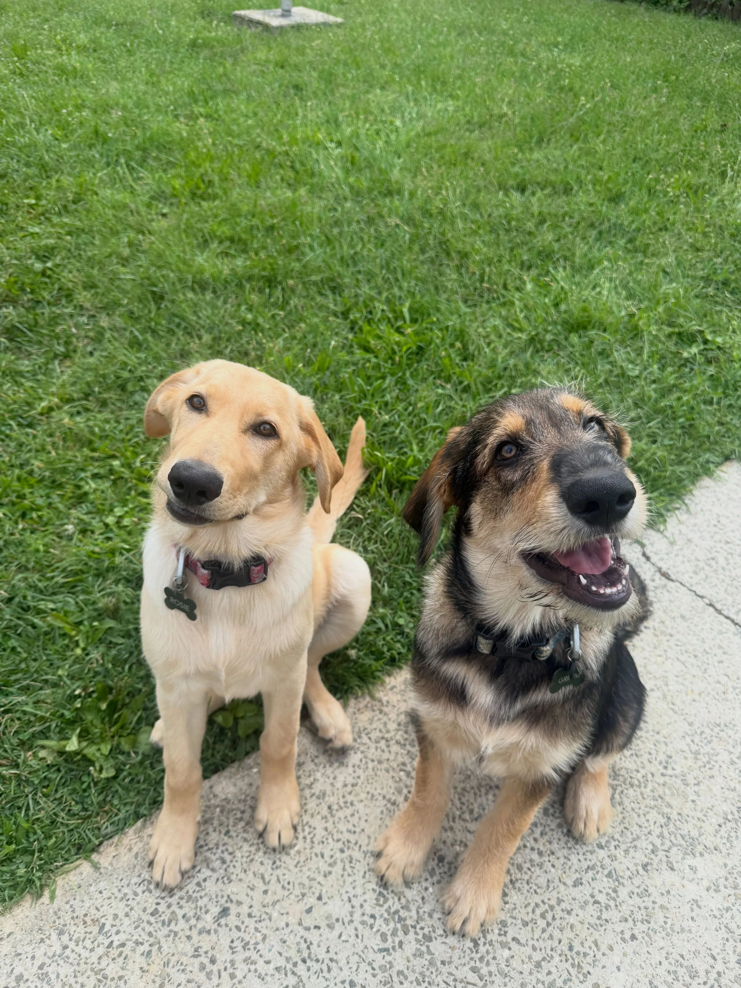 Welcoming Rosie and Grimm to BluK9 today! These cute pups are working on puppy manner and just started learning their markers!