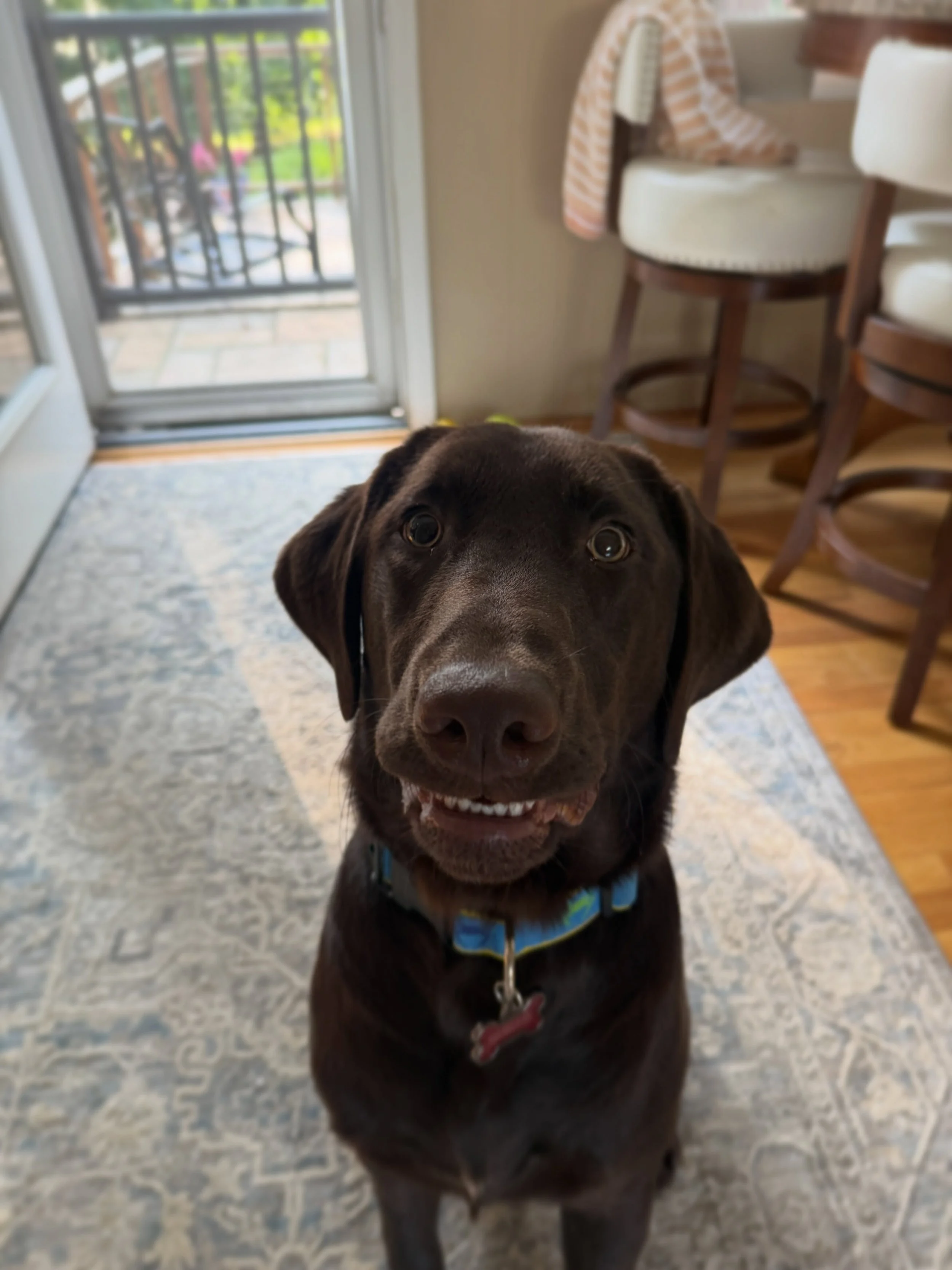 Welcome Toby! We just started lessons to work on puppy manners and leash skills!