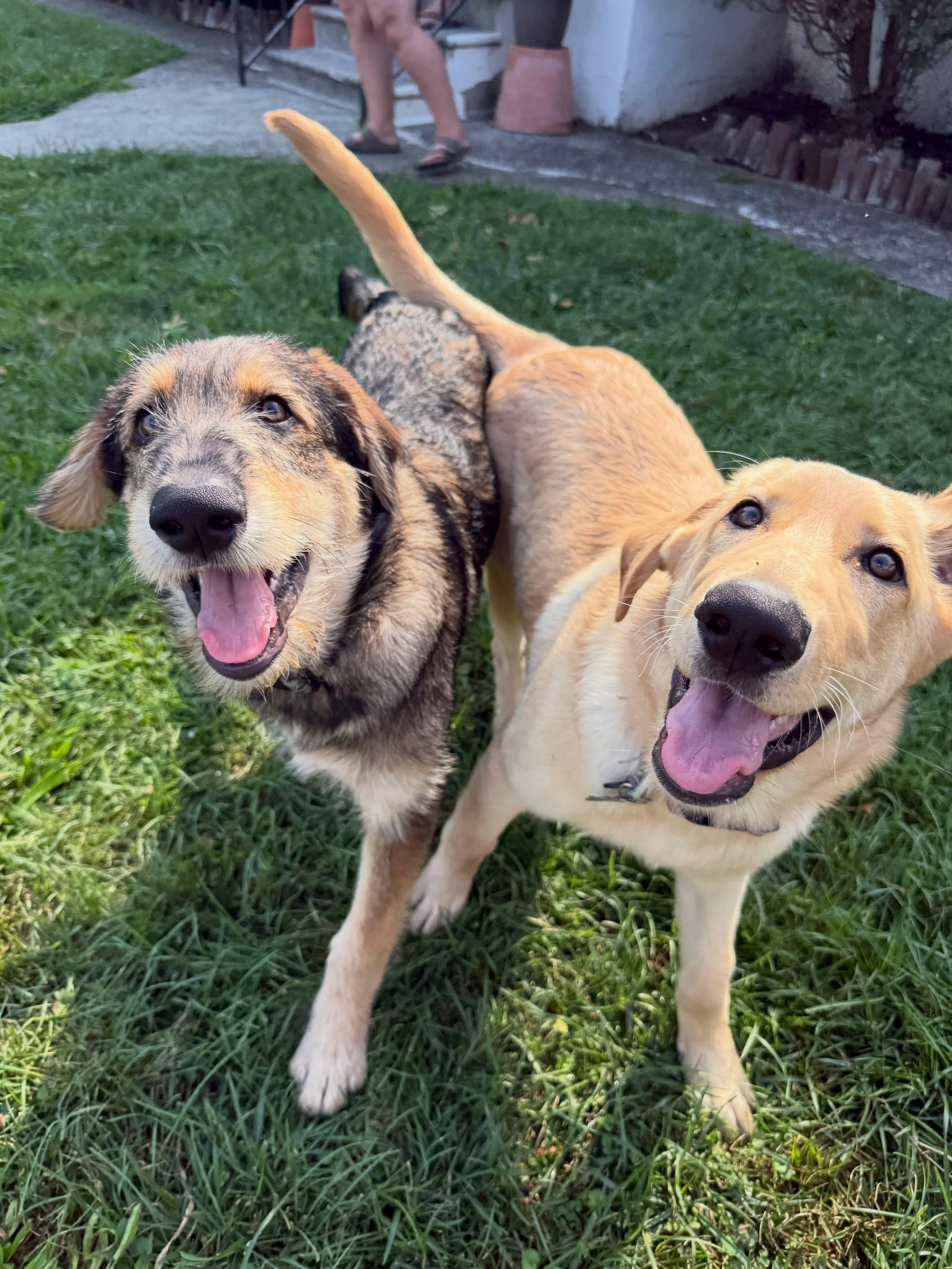 Got to see my puppy duo this morning! Focusing a lot on recall skills this week ☺️