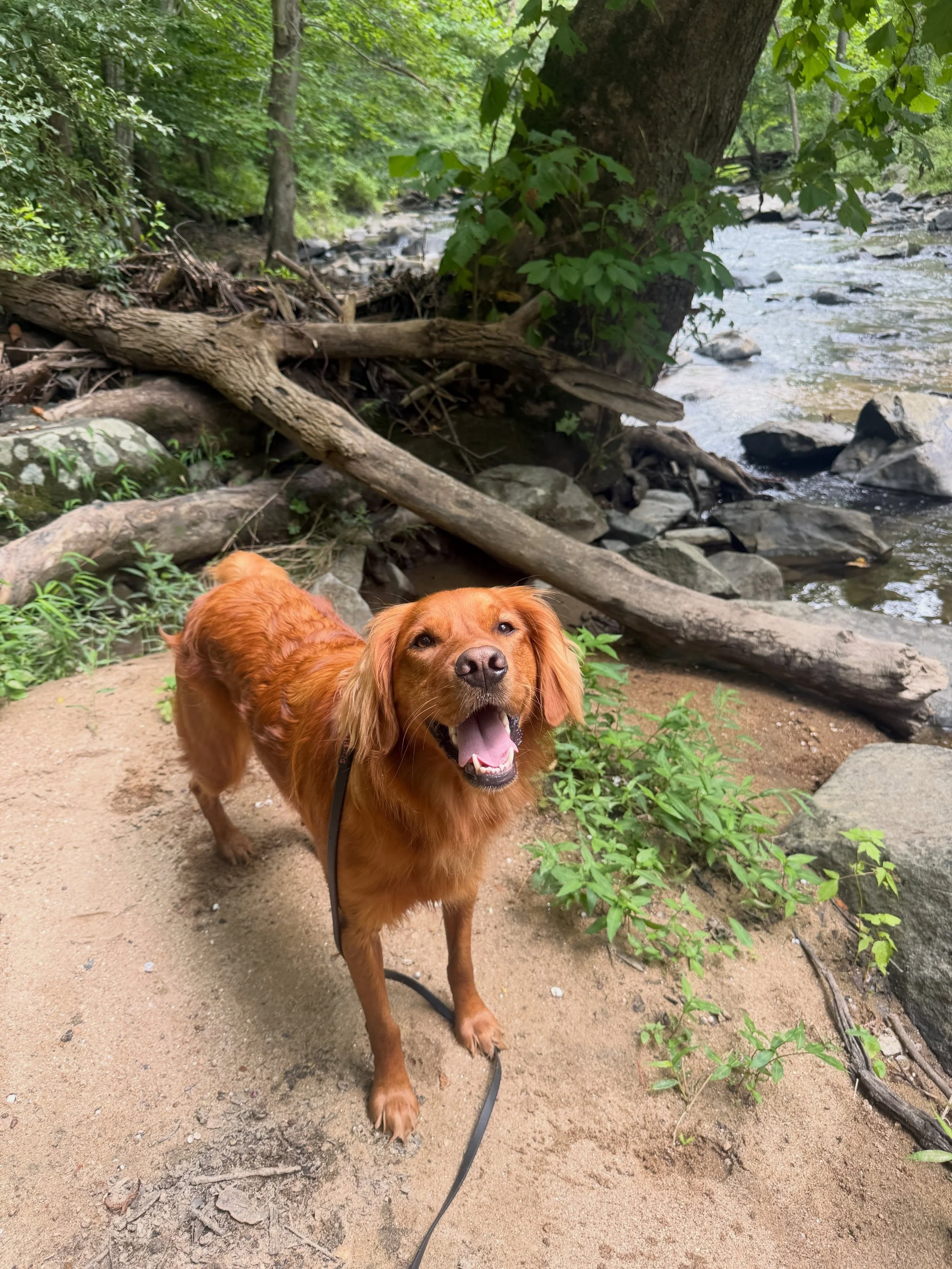 Wet dog Wednesday with Denni 💙 strolled back over to our favorite swimming hole now that the rain has taken a break!

📍Wincopin Trails