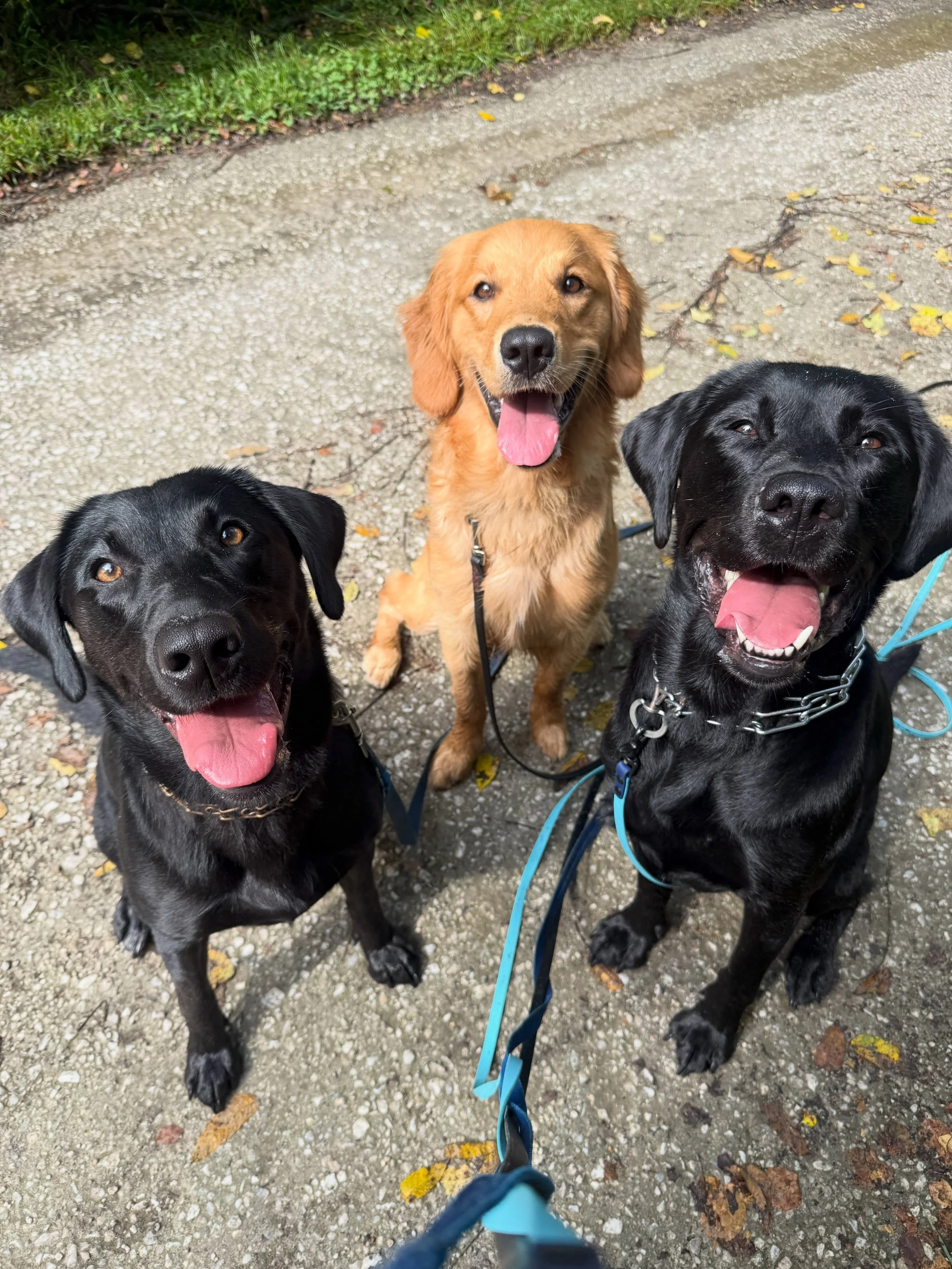 We are back! Vacation was a dream but we got back to our regularly scheduled outings today and I&rsquo;m so happy to see these creatures! Peep the last photo to see some rainy day dedication