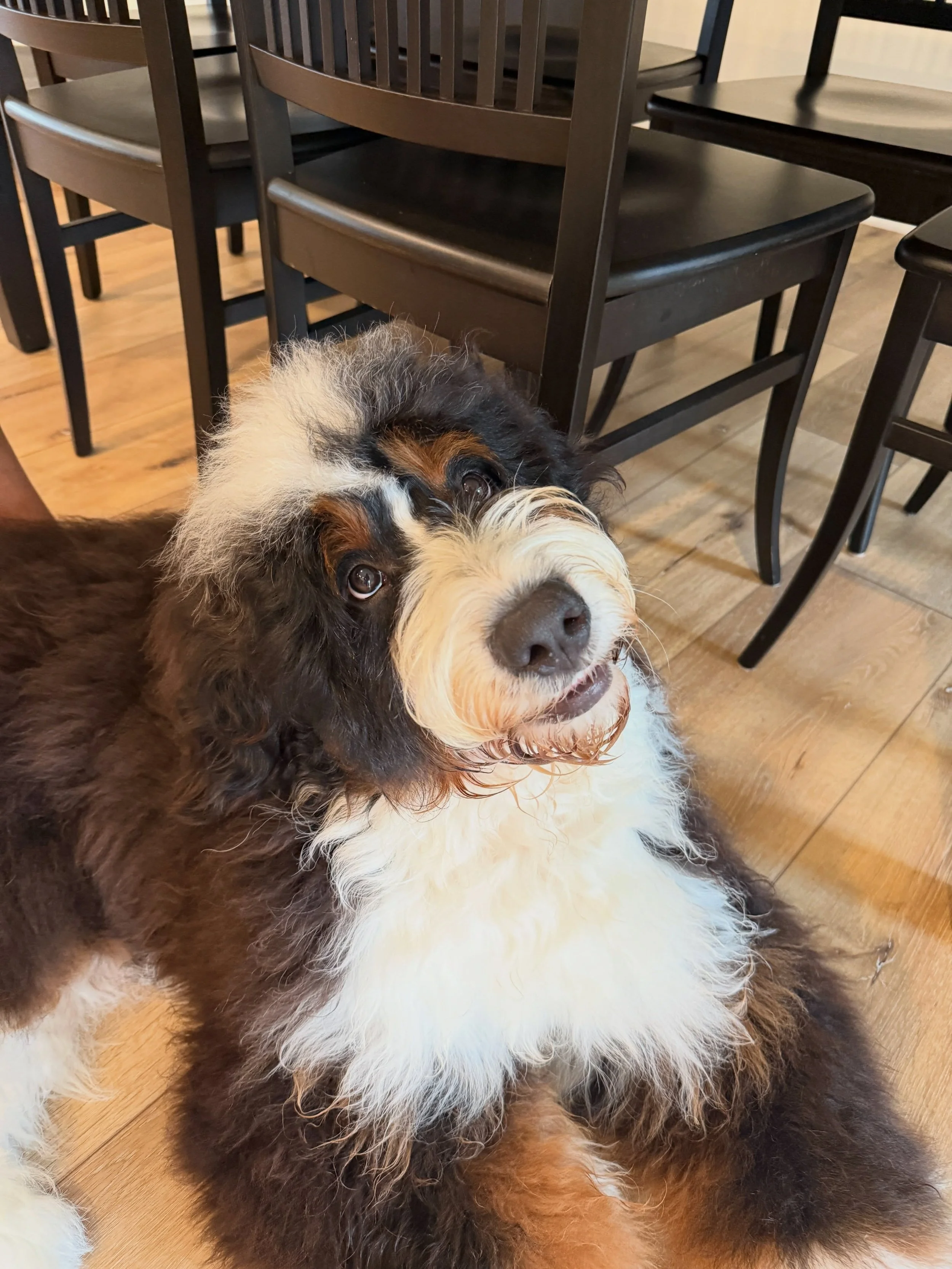We&rsquo;re making a lot of great progress with Milo&rsquo;s behaviors! This boy is a LOVER in any way he can get it. Next steps for him are making skills a little bit harder so he can perform with everyday distractions around!