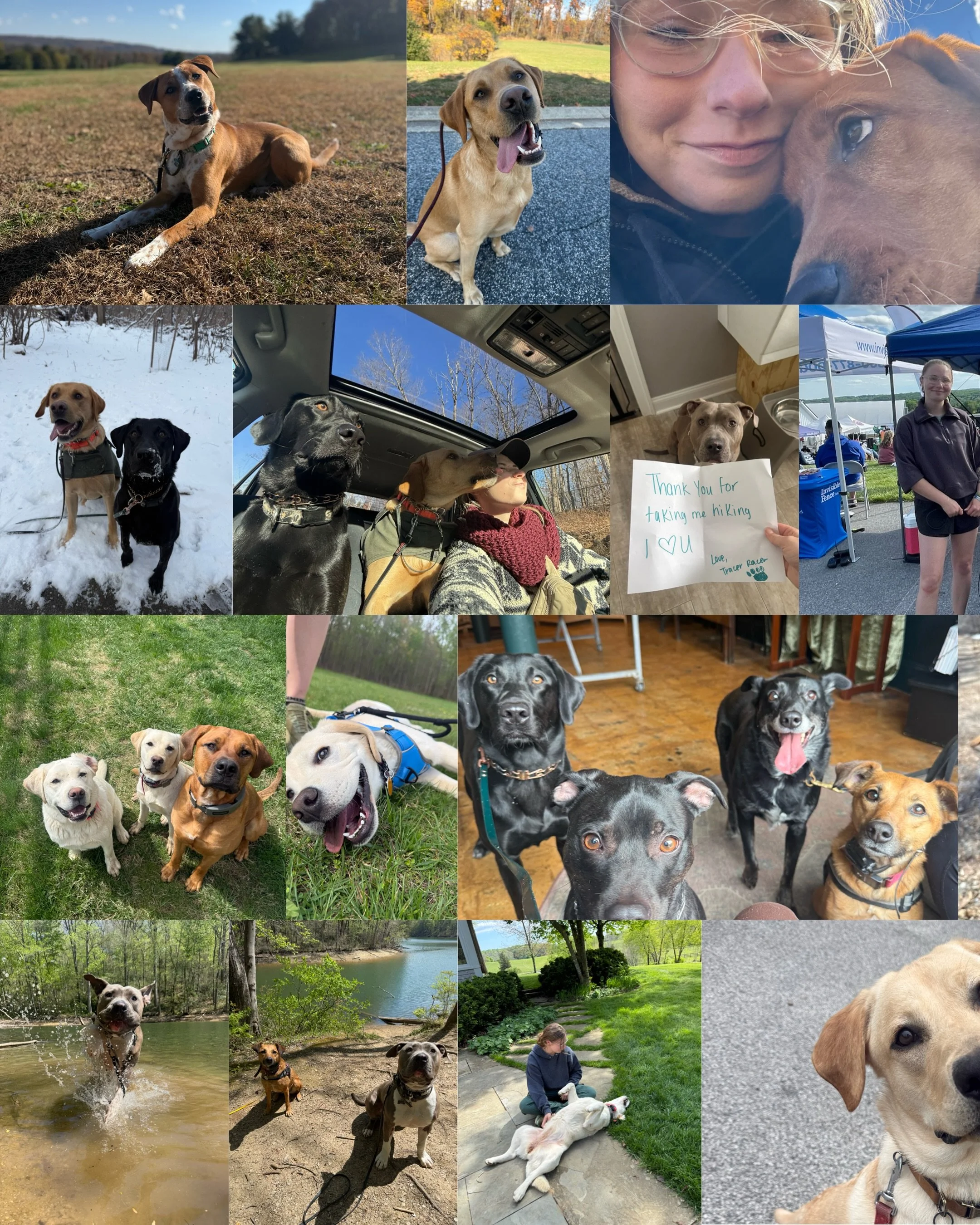 happy one year baby blu!!
I just want to say thank you to everyone who has given me an opportunity this year to learn and thank you for letting me hang out with your dogs. This year has been a blessing in so many ways, I&rsquo;ve gotten to learn, go 