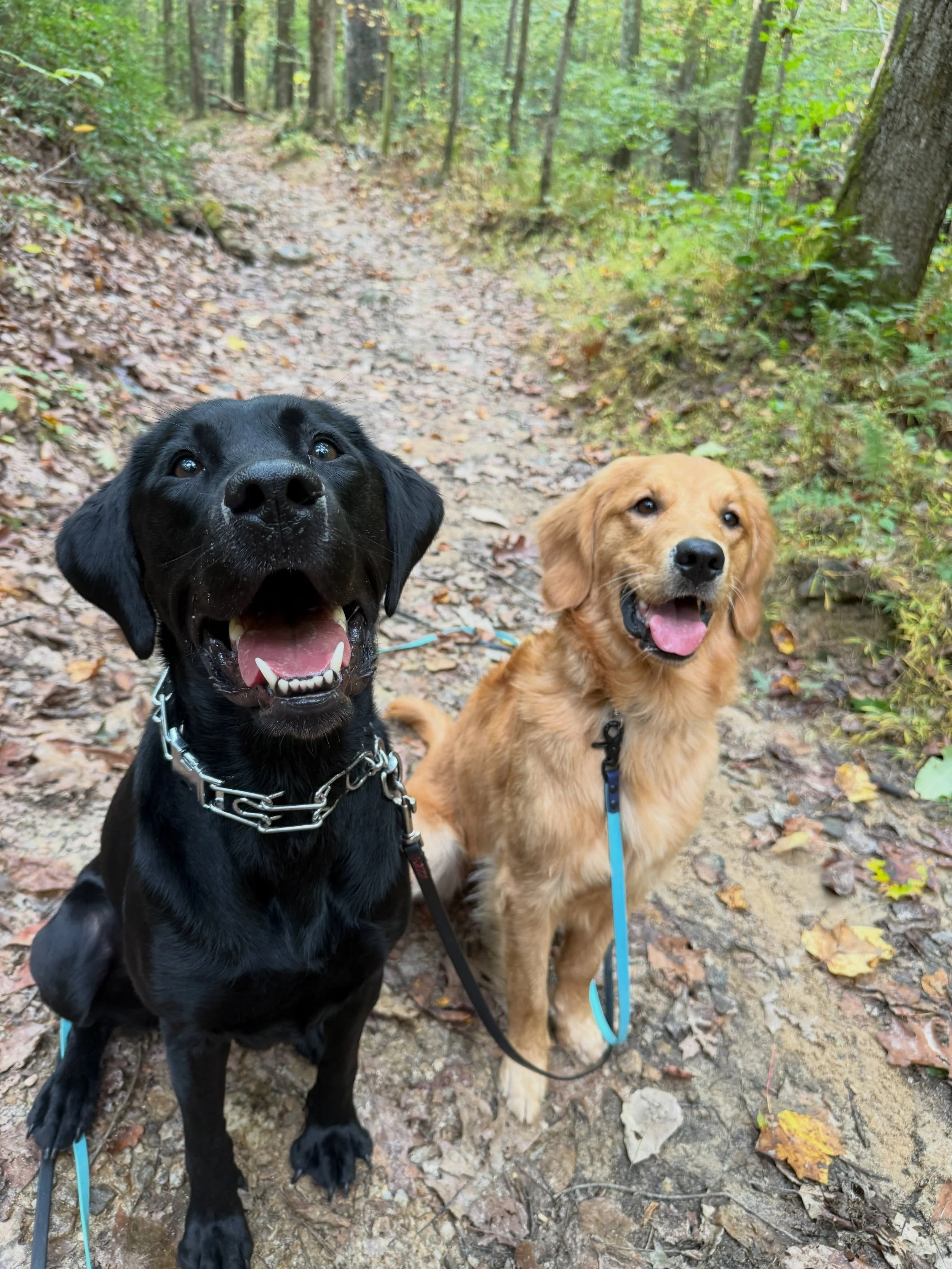girls day 🤍
This morning with Priscilla &amp; Harley at Oregon Ridge &amp; Denni this afternoon at Morning Choice!!!

It&rsquo;s too hot but the leaves are gorg