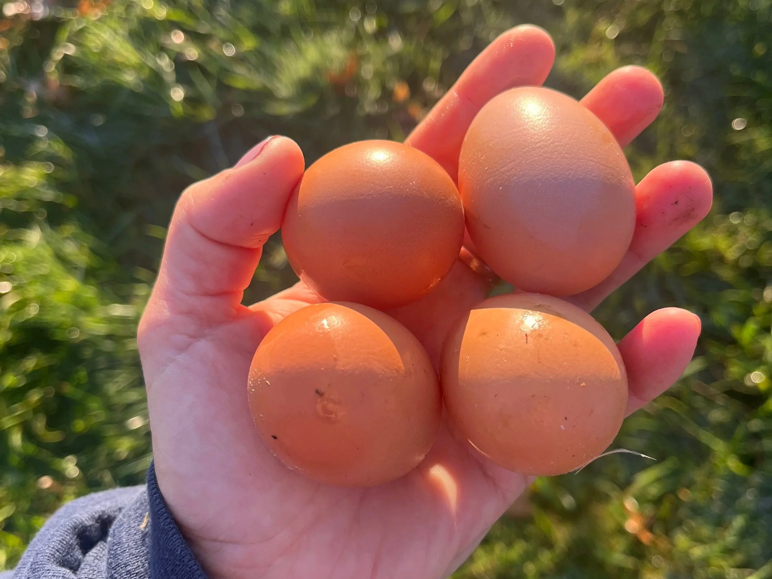 Salt of the Earth Farm photo 5