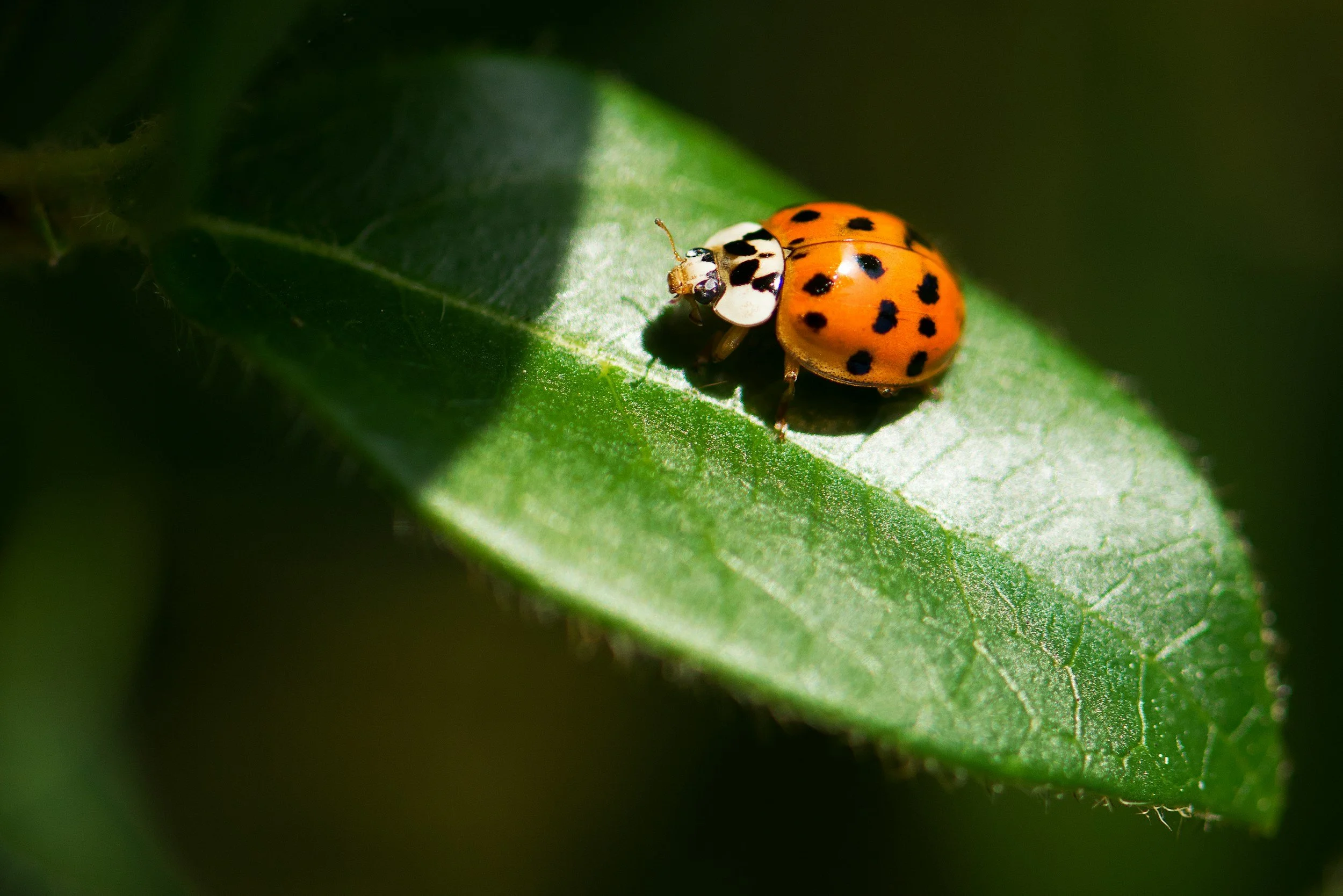 Growing with Nature: Integrated Pest Management