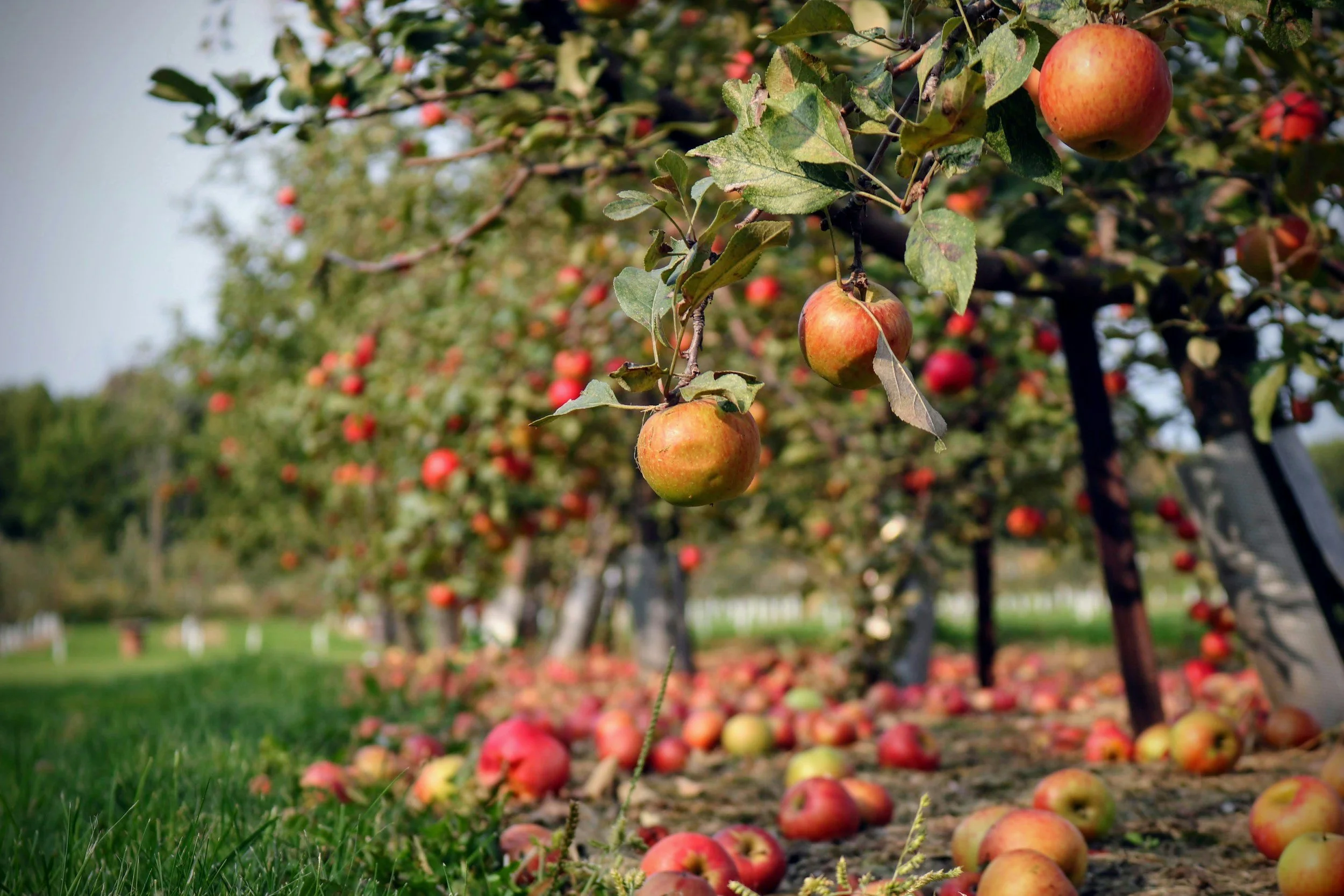 How to Care for &amp; Harvest Apple Trees