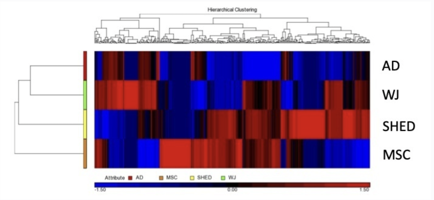 AD(脂肪)　WJ(臍帯)　SHED(乳歯髄)　MSC(骨髄)