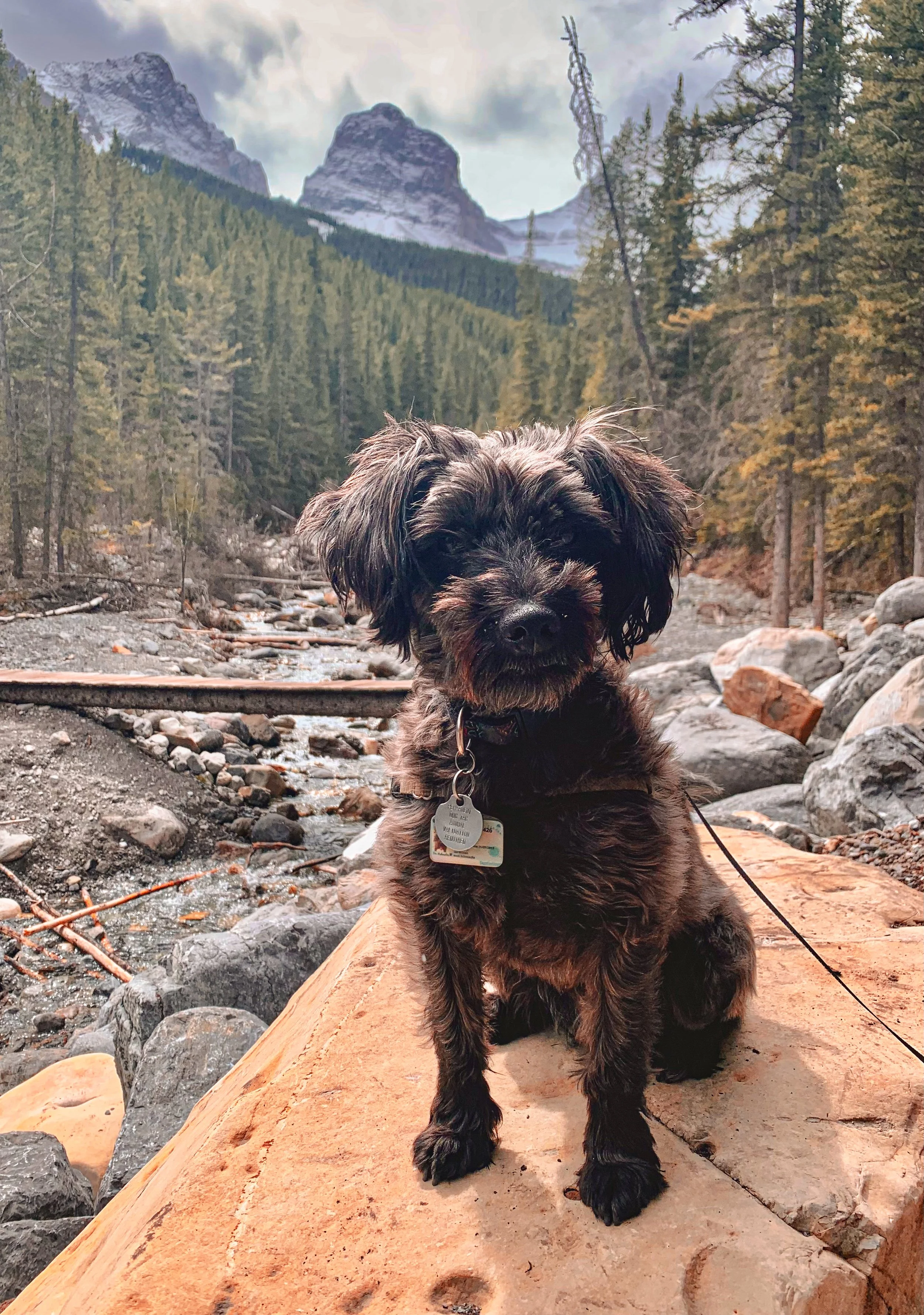 A small black dog with brown markings on its face and paws sitting on a large rock in a mountainous forest landscape, with tall trees, rocks, and a stream in the background under a cloudy sky.