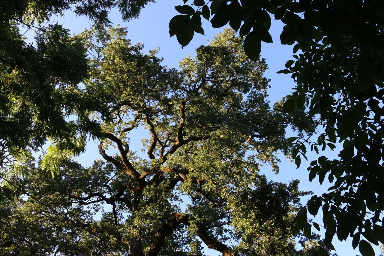 Looking up at tall trees with dense green leaves against a clear blue sky.