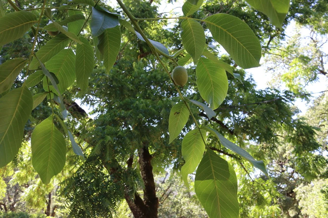 Close-up of green leaves on a tree branch with a small round fruit or nut visible, sunlight filtering through the surrounding foliage.