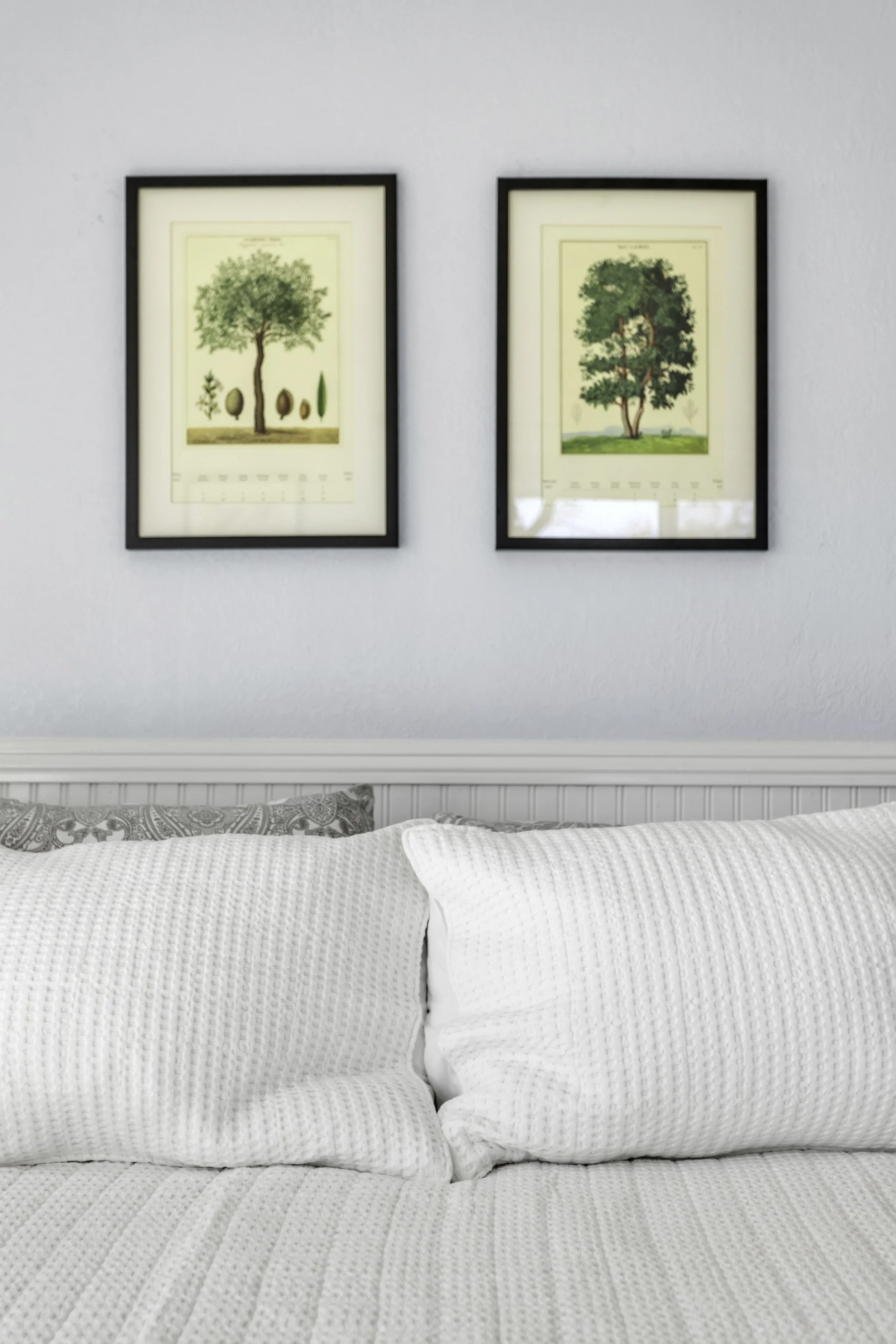 A bedroom with two framed botanical prints of trees hanging on a white wall above a bed with white bedding and pillows.
