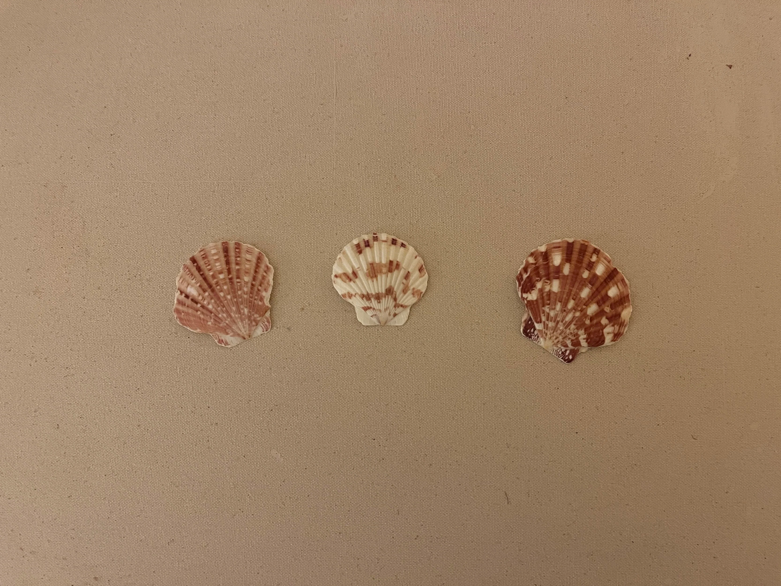 three seashells of varying white, pink, and brown colors against a beige/sandy background.