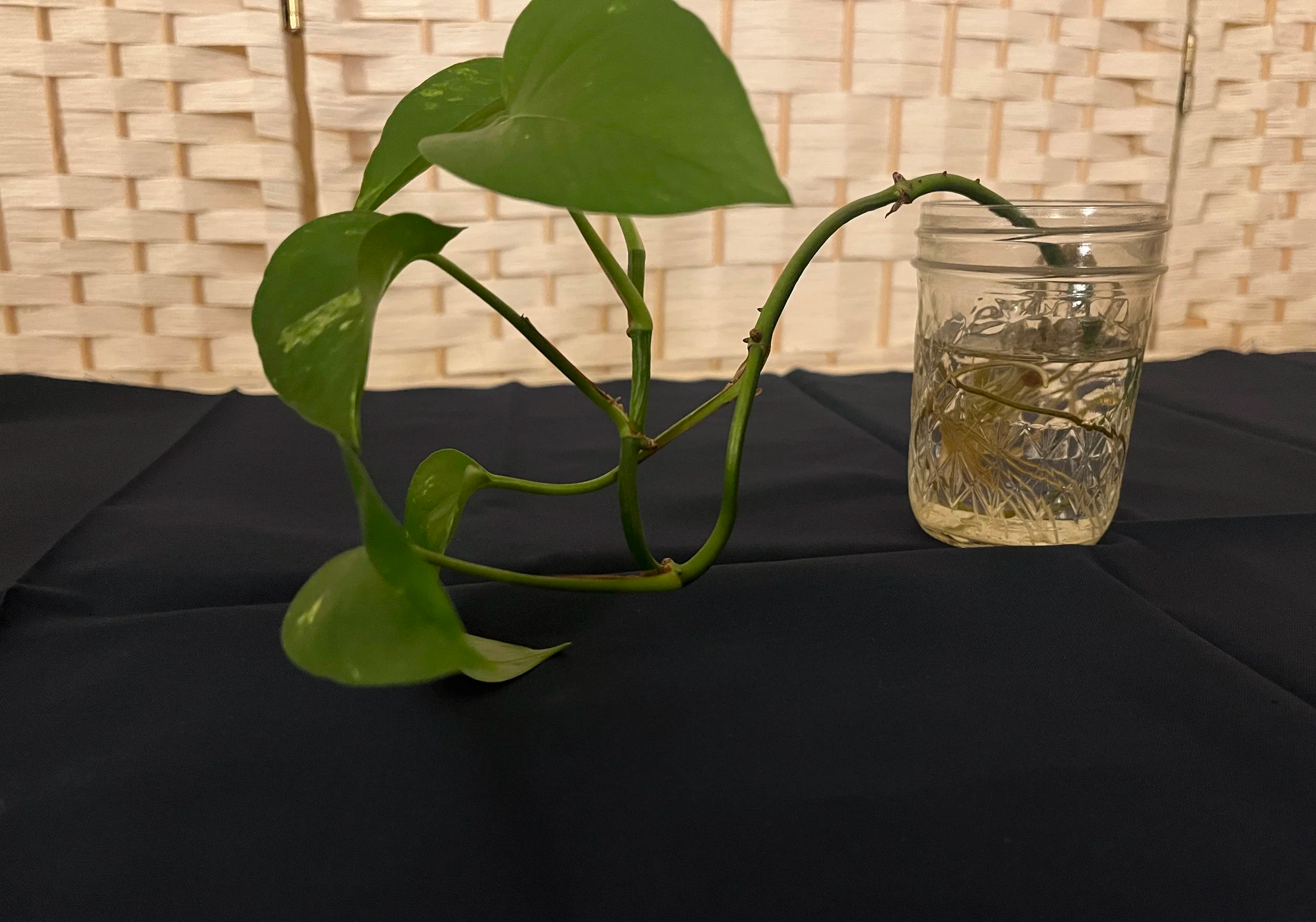 pothos plant being propagated in a small glass mason jar against a dark blue background with a white wicker wall behind it