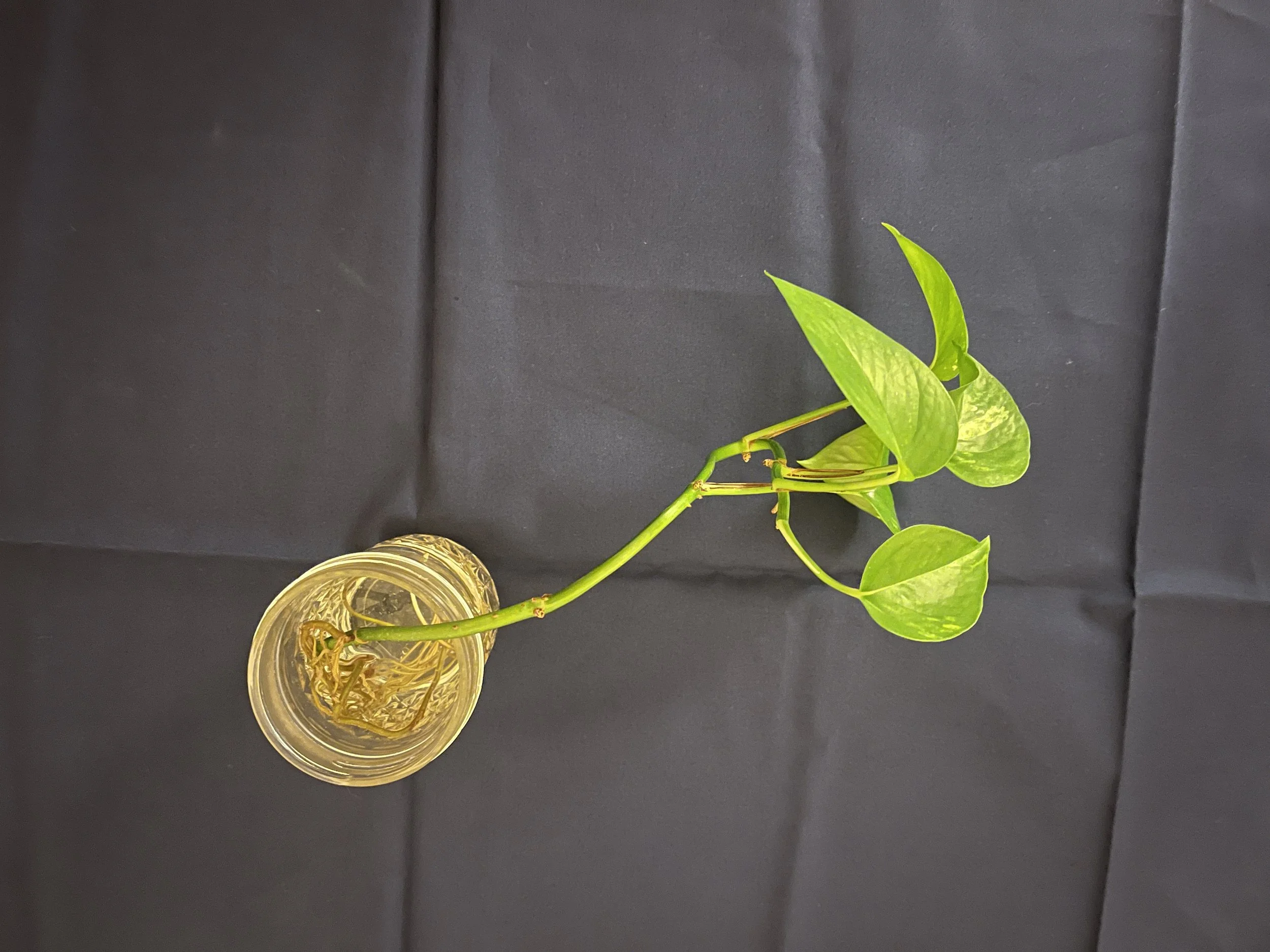 A bird's eye view of a pothos plant being propagated in a small glass jar against a navy blue background.