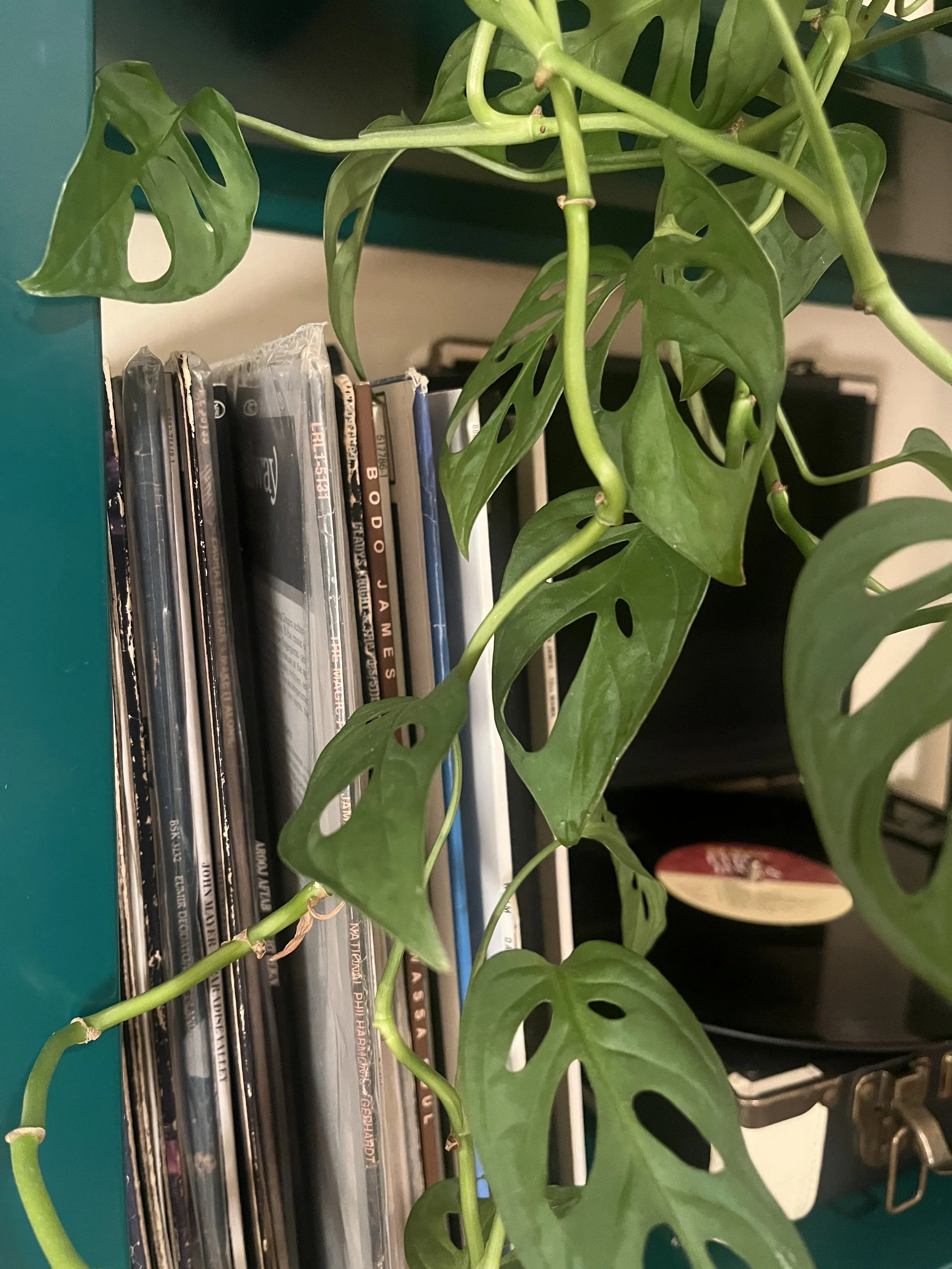 Plant leaves in the foreground with various records and a record player seen clearly through the leaves.