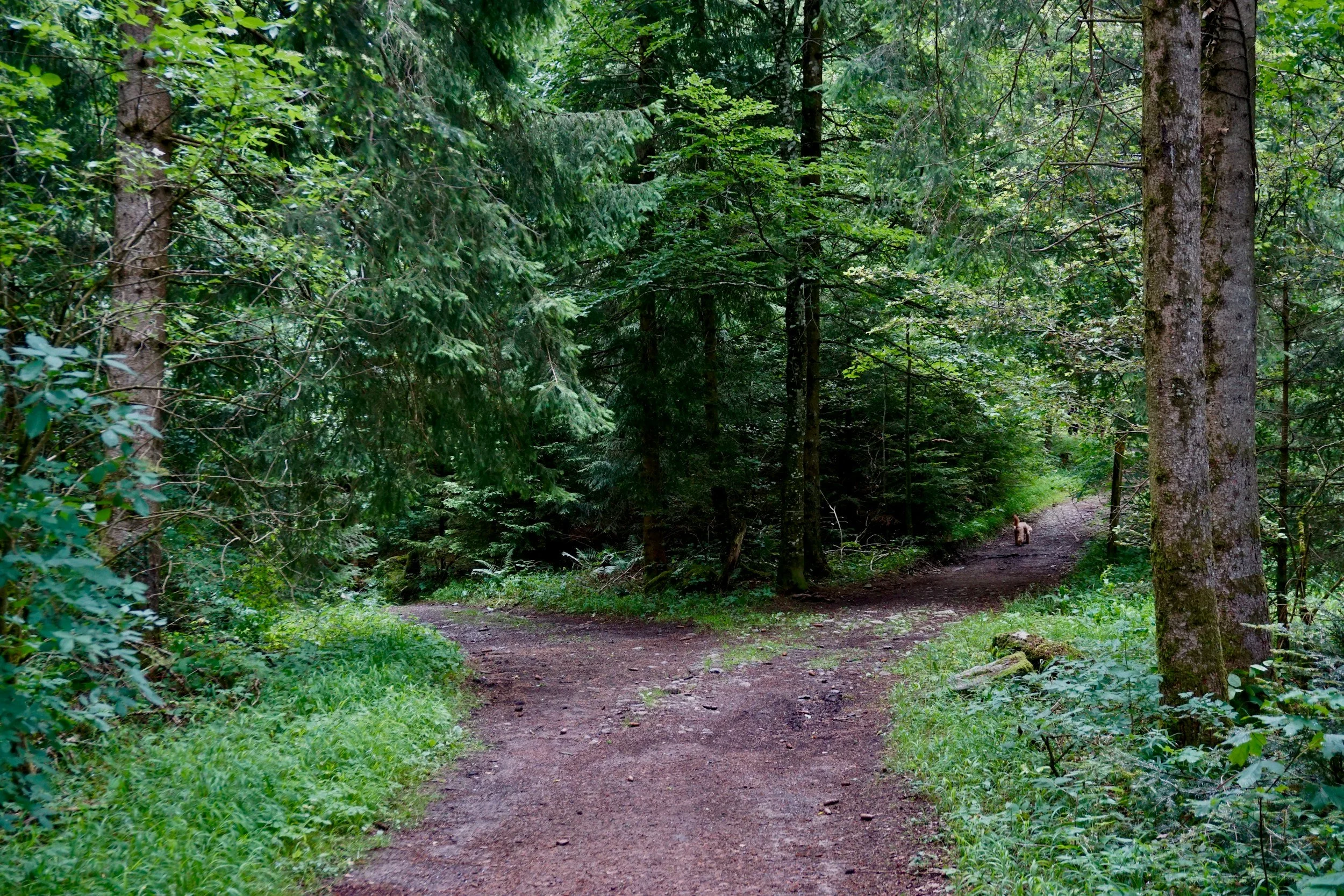 A dirt trail in a green forest with tall trees and lush foliage, a dog walking along the path in the distance.