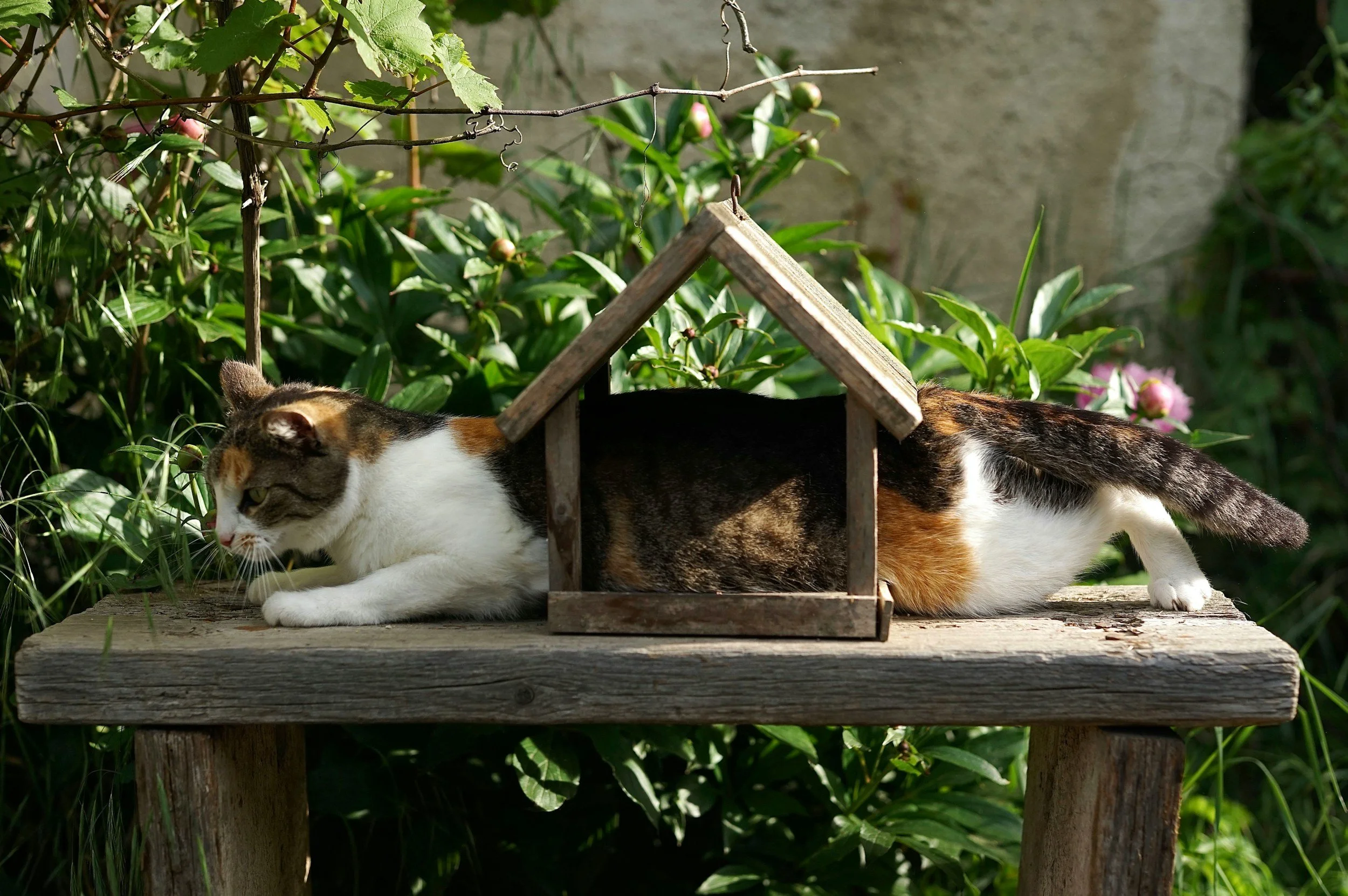 Calico cat lying on a wooden platform with a small wooden house or birdhouse in front of it, surrounded by green plants and flowers.