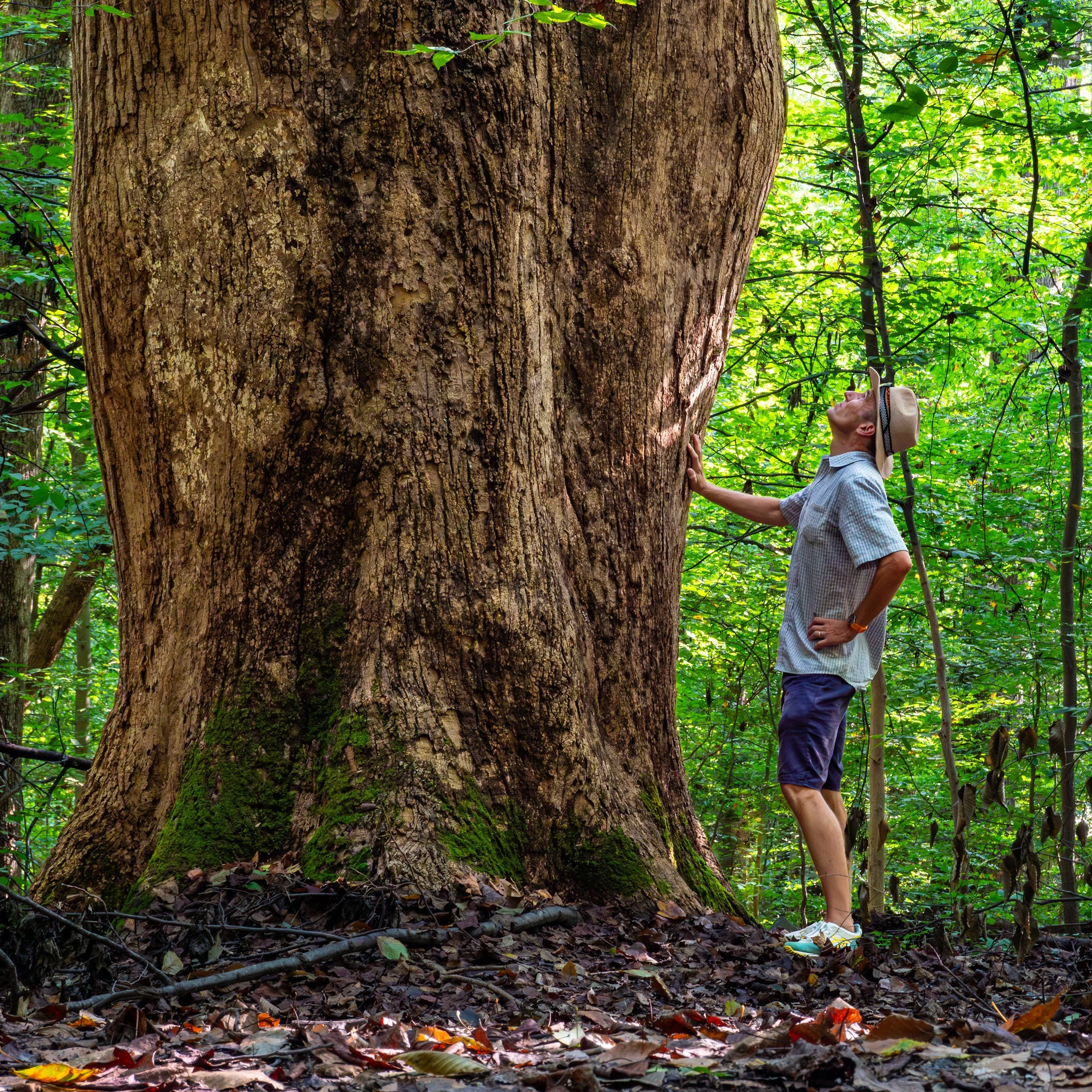 A man in shorts, a t-shirt, and a wide-brimmed hat standing in a forest, touching a large tree trunk with his right hand and looking up.