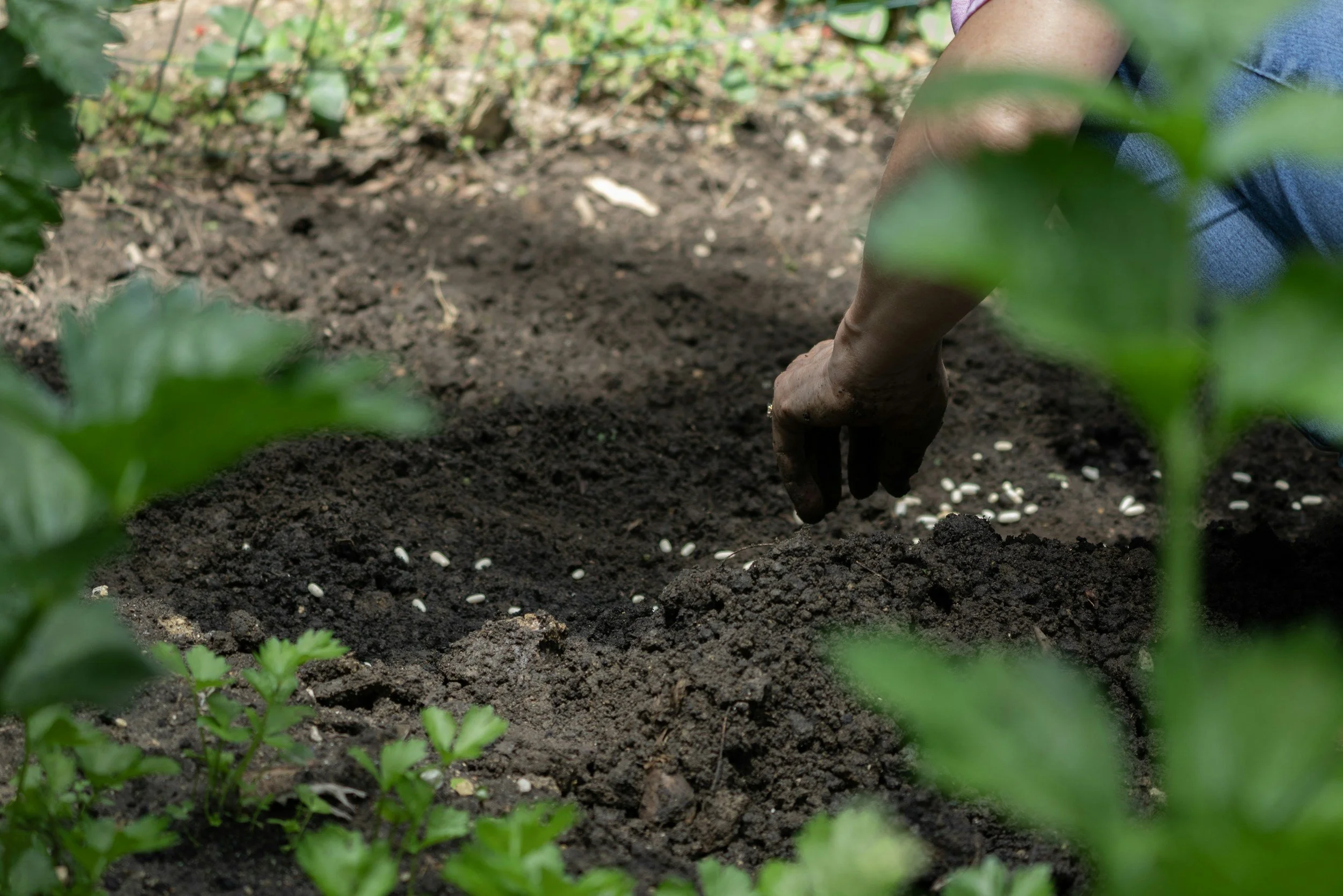 A person gardening, planting seeds in freshly turned soil surrounded by green plants.