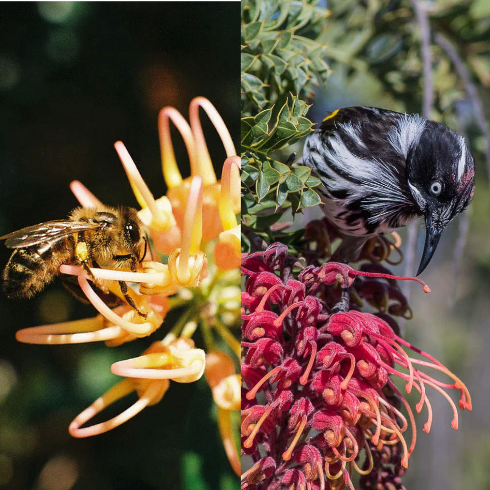 Native Plants That Attract Birds and Bees to South West WA Gardens