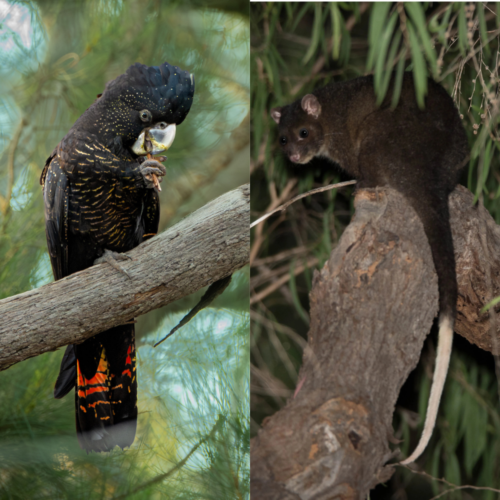 Landscaping to Support Threatened Wildlife in South West WA