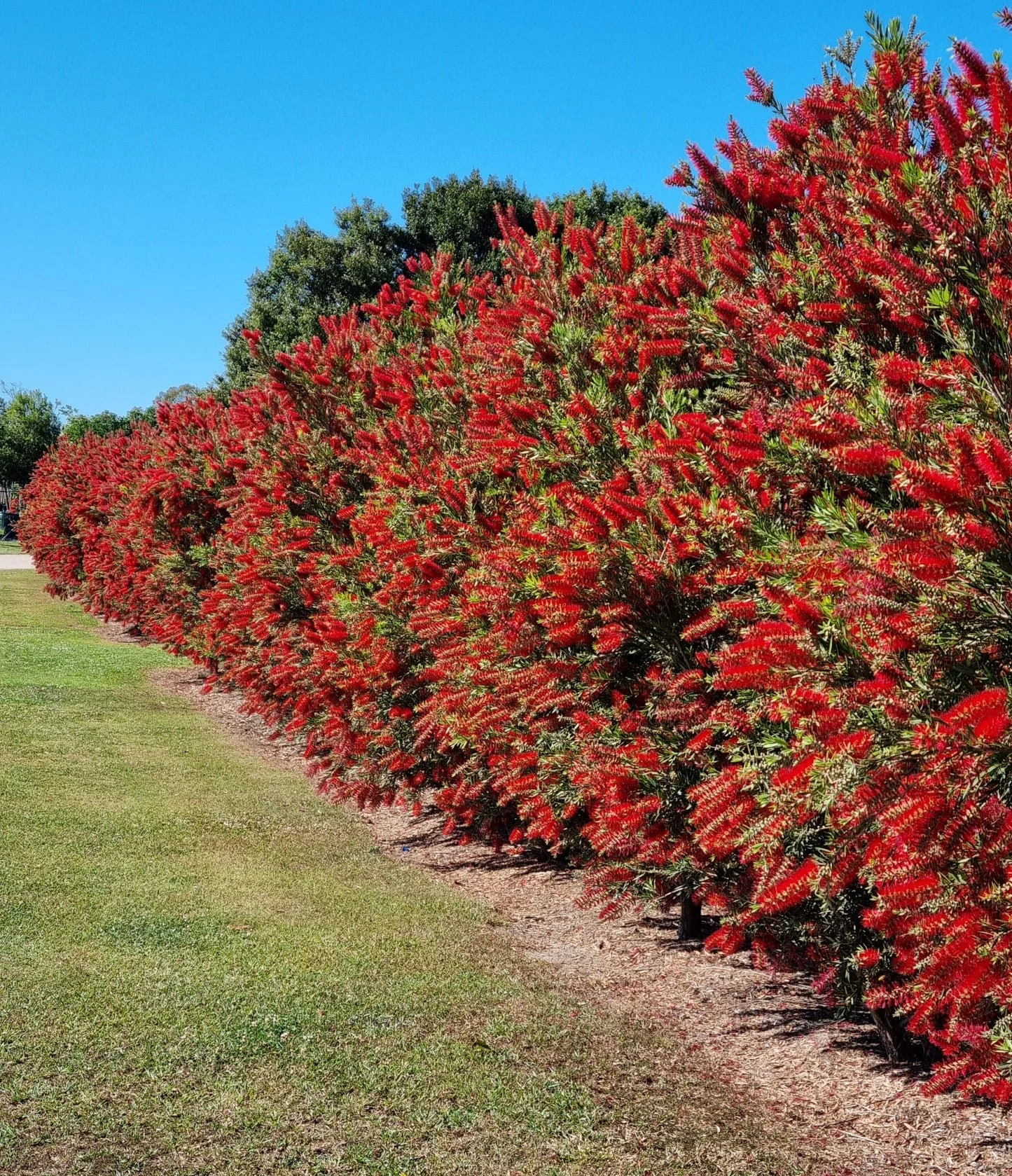 Fast-Growing Screening Plants for Privacy in South West WA