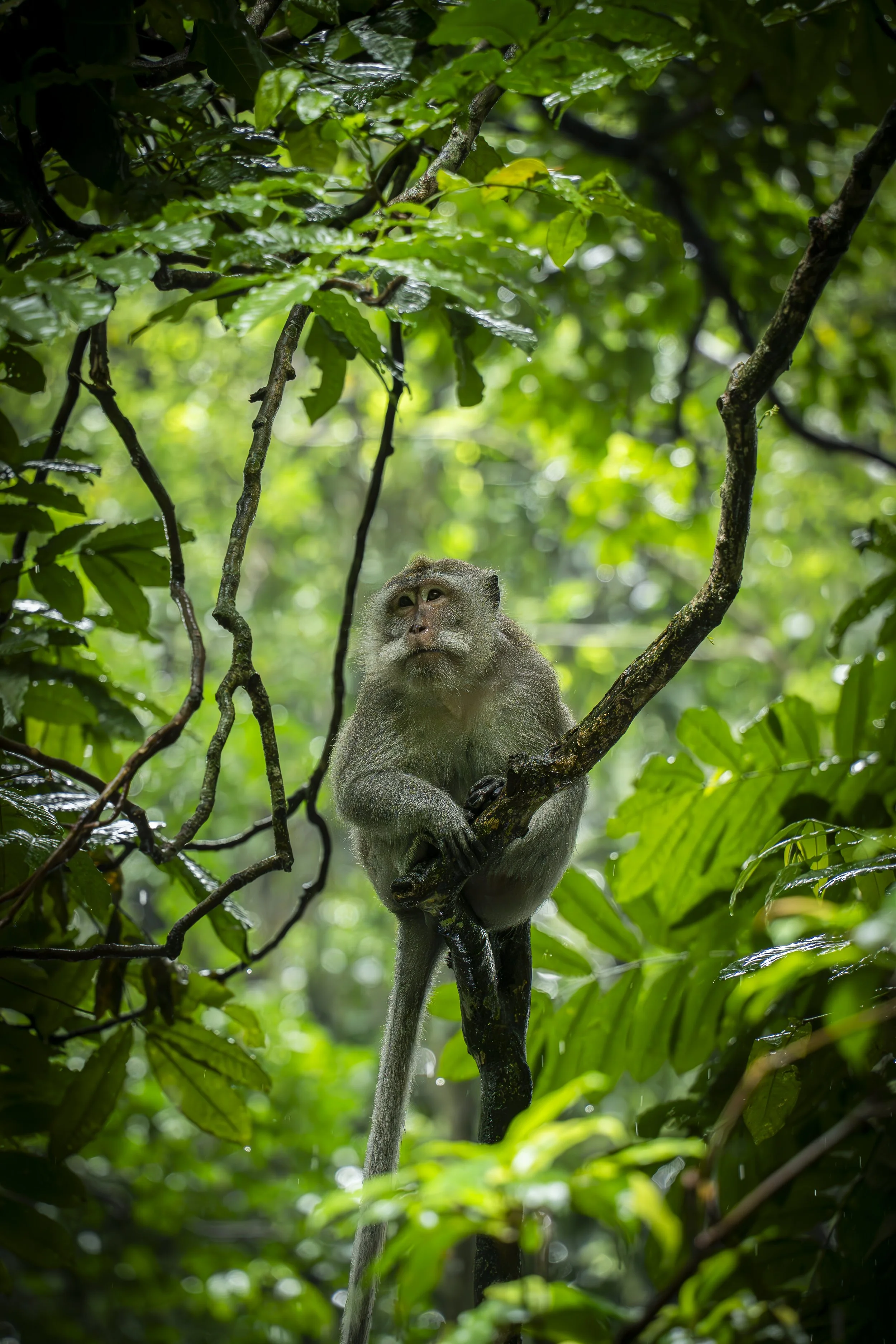 Pensive Monkey