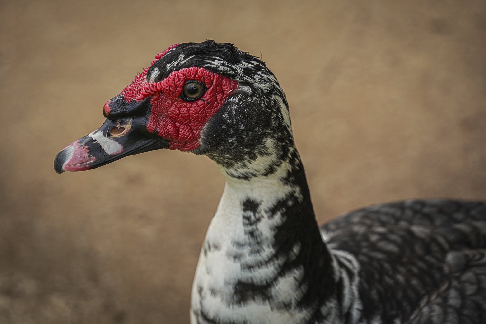 Muscovy Duck