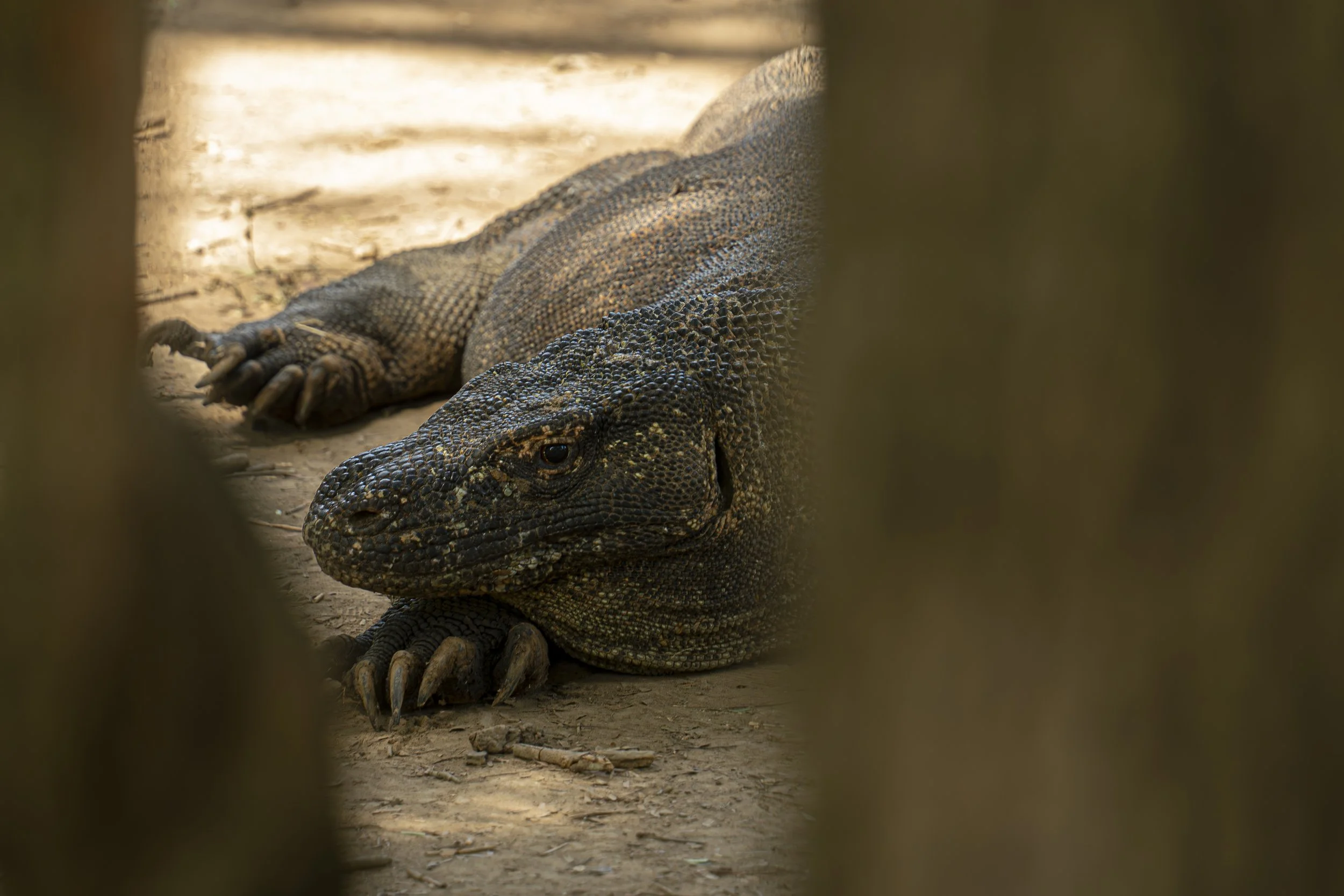 Resting Dragon