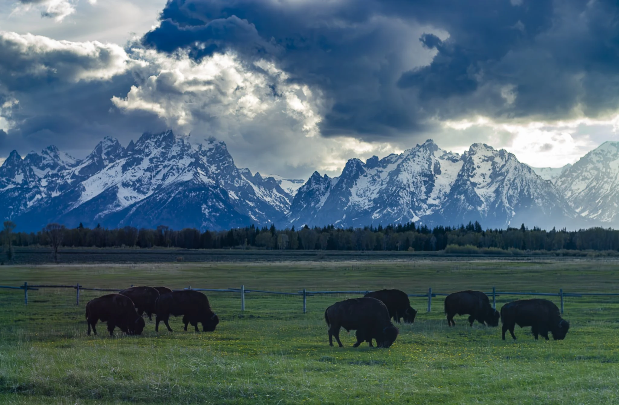 Bison of the Tetons