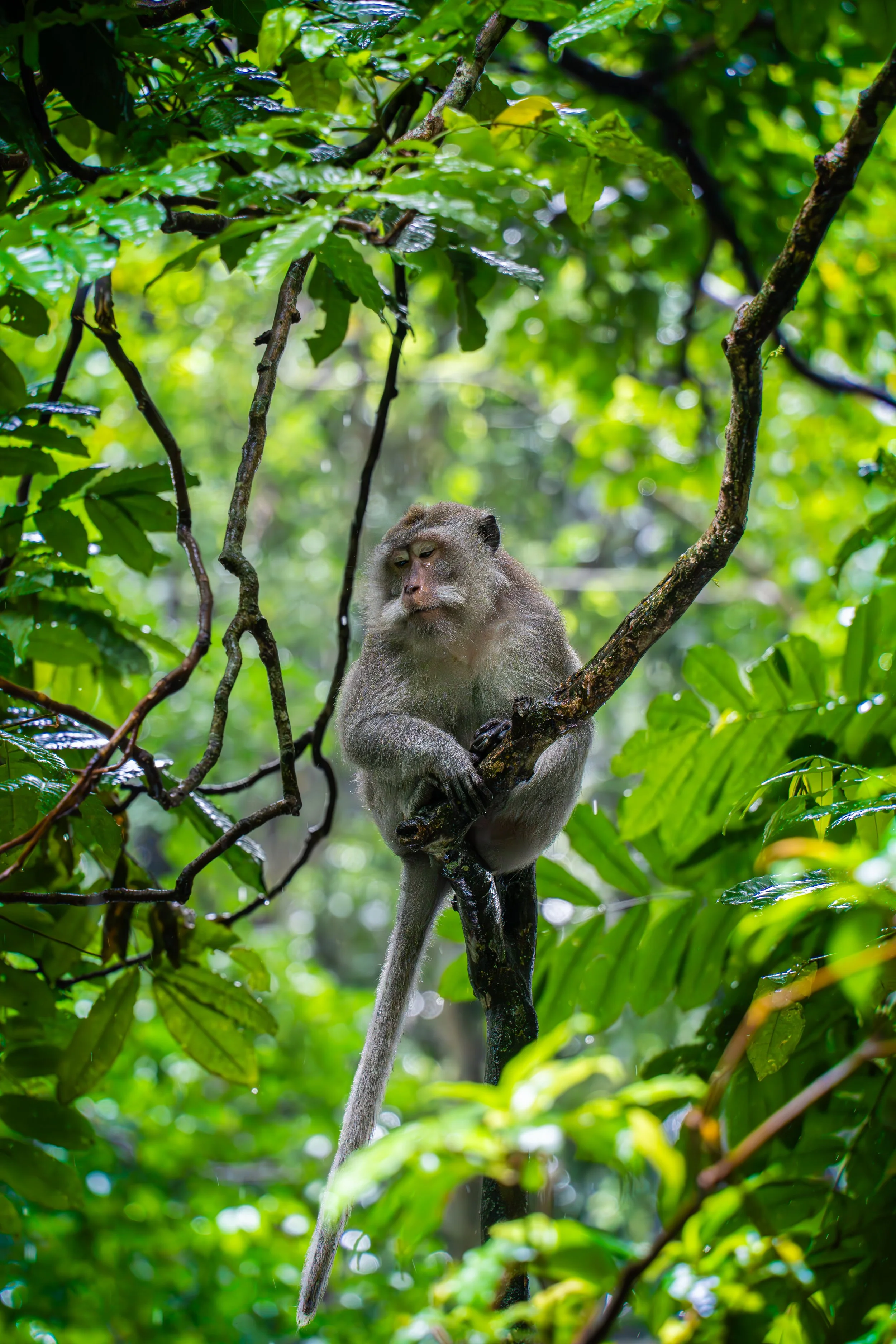 Wildlife