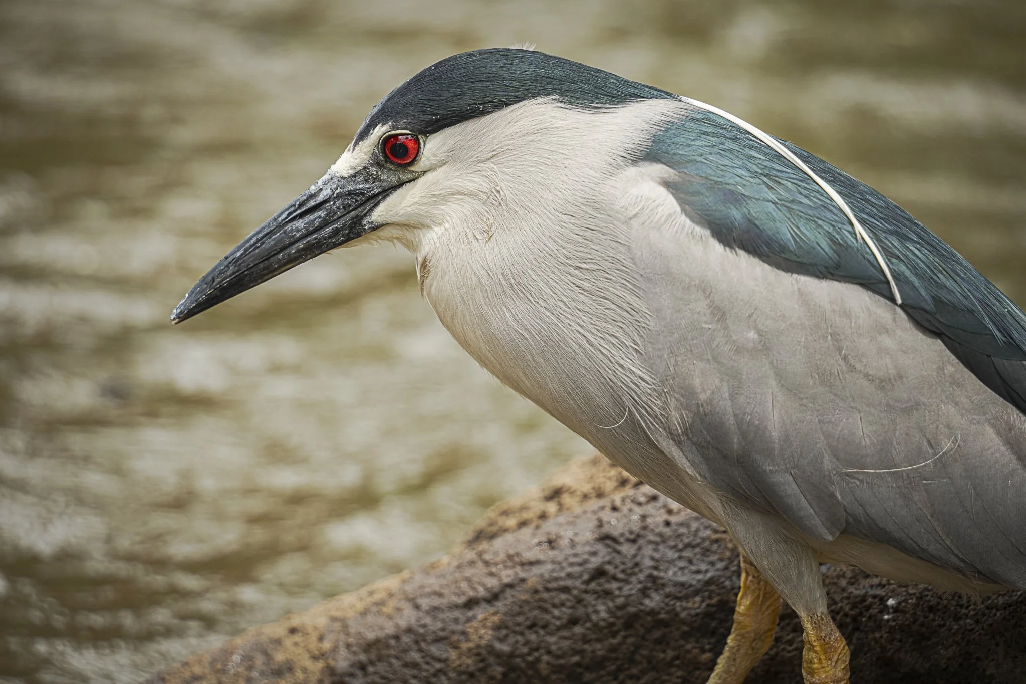 The Night Heron